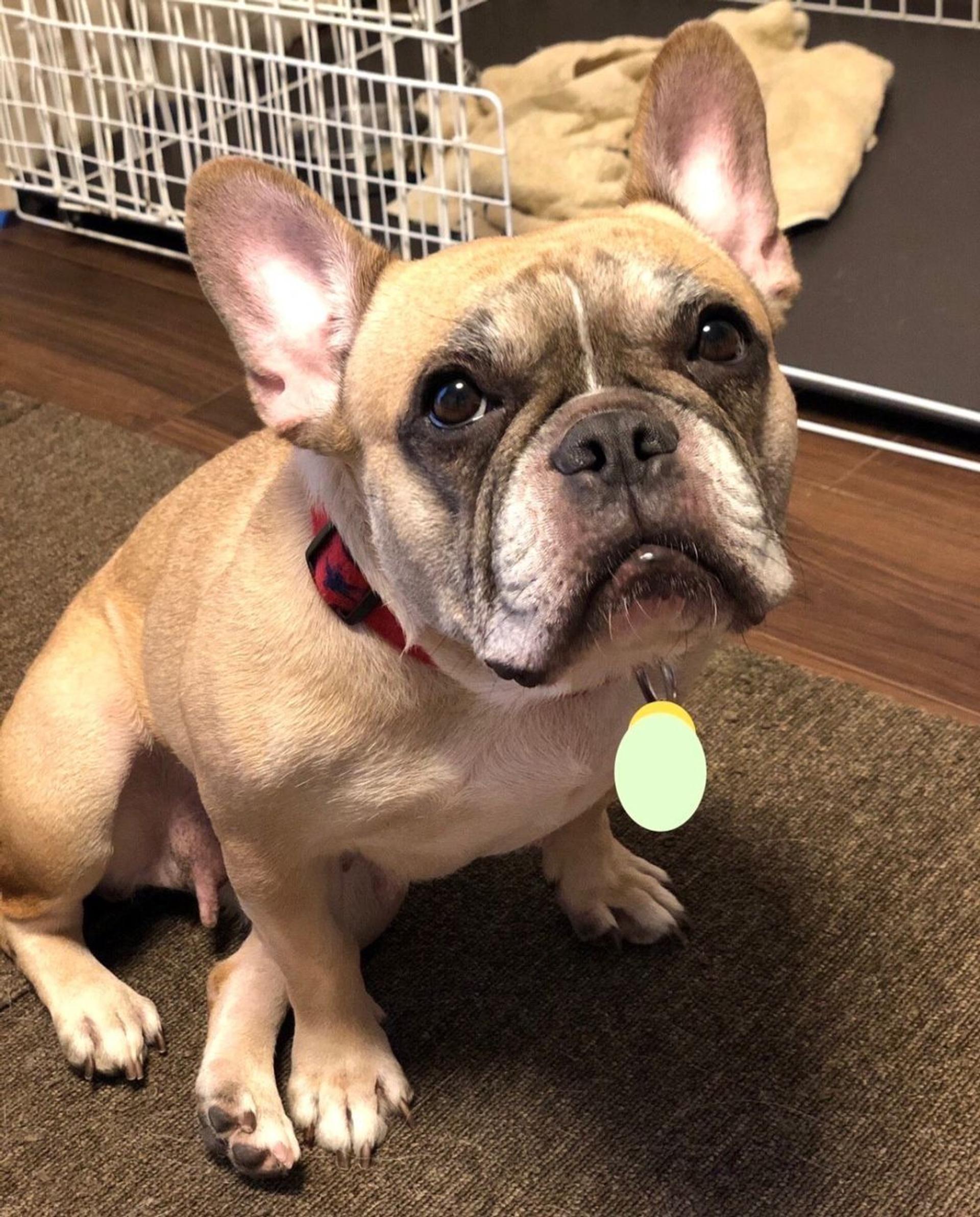 pet-image-8