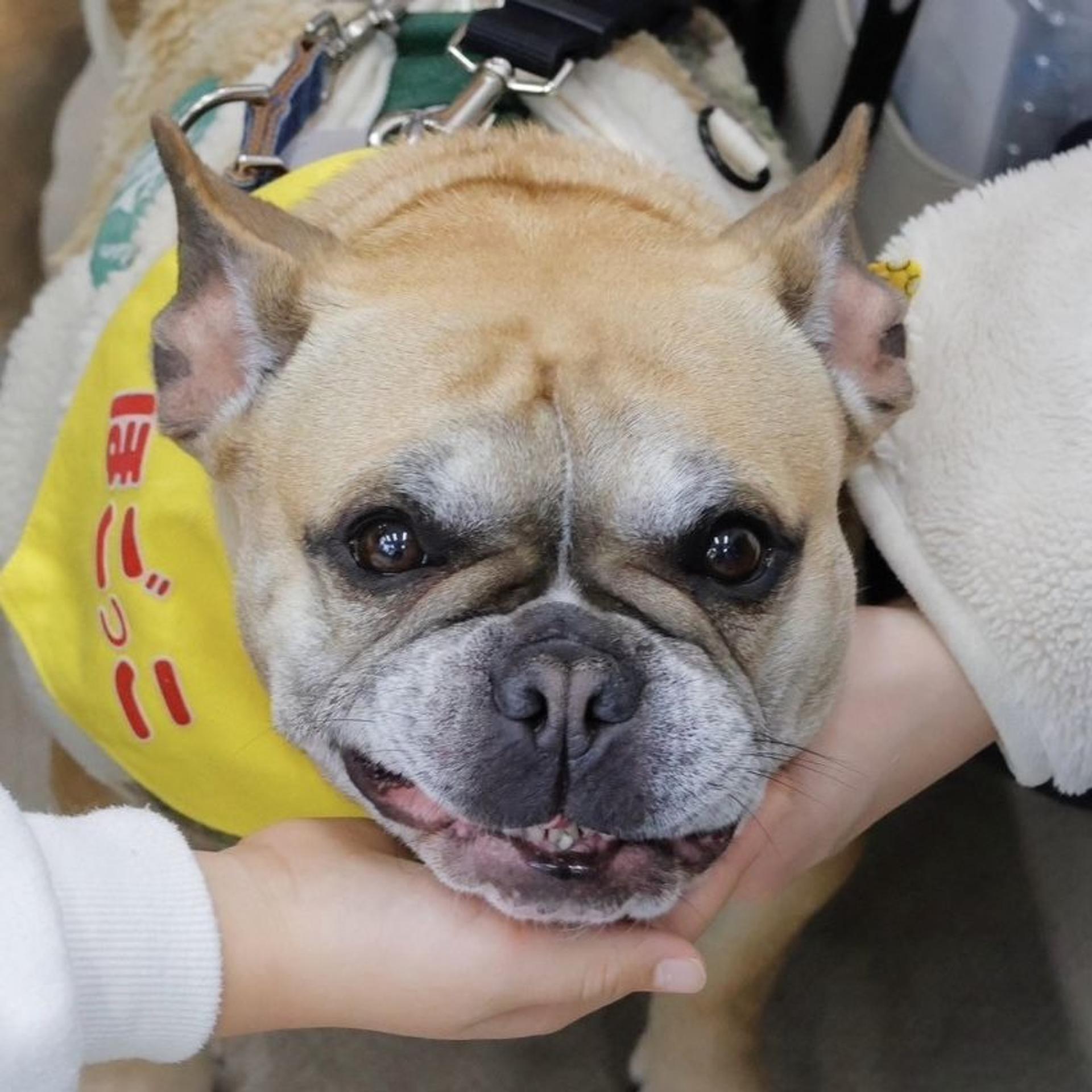 pet-image-5