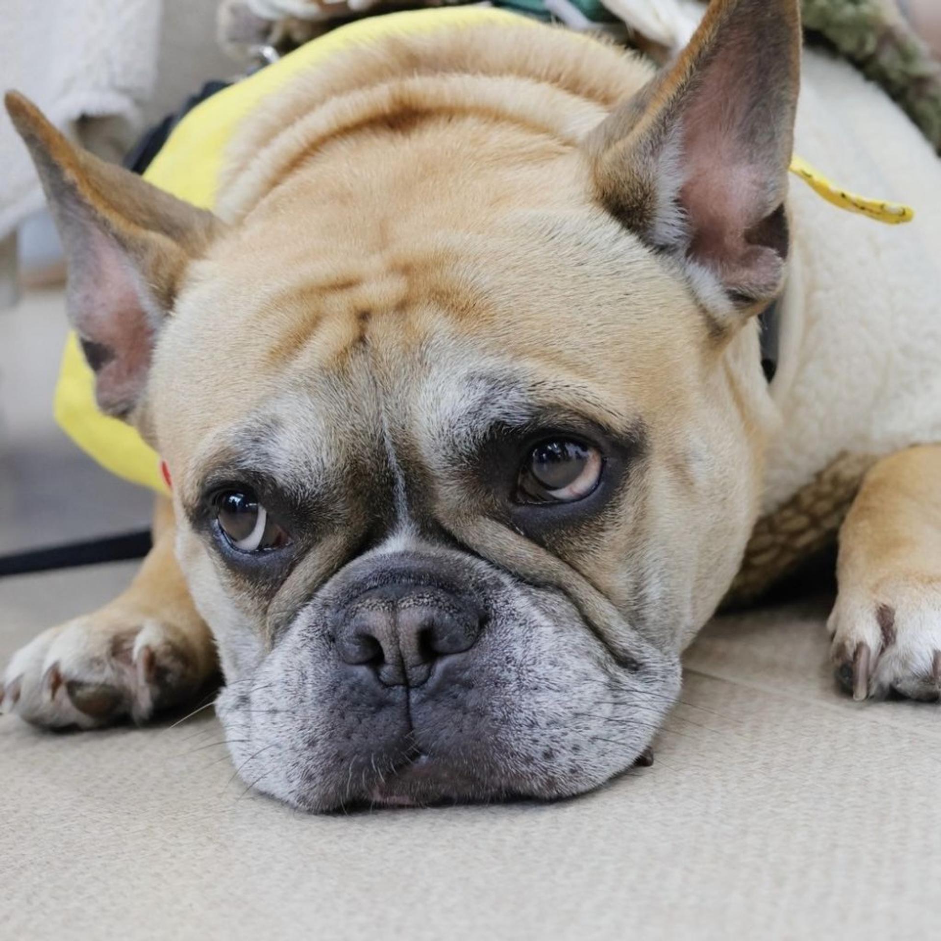 pet-image-9