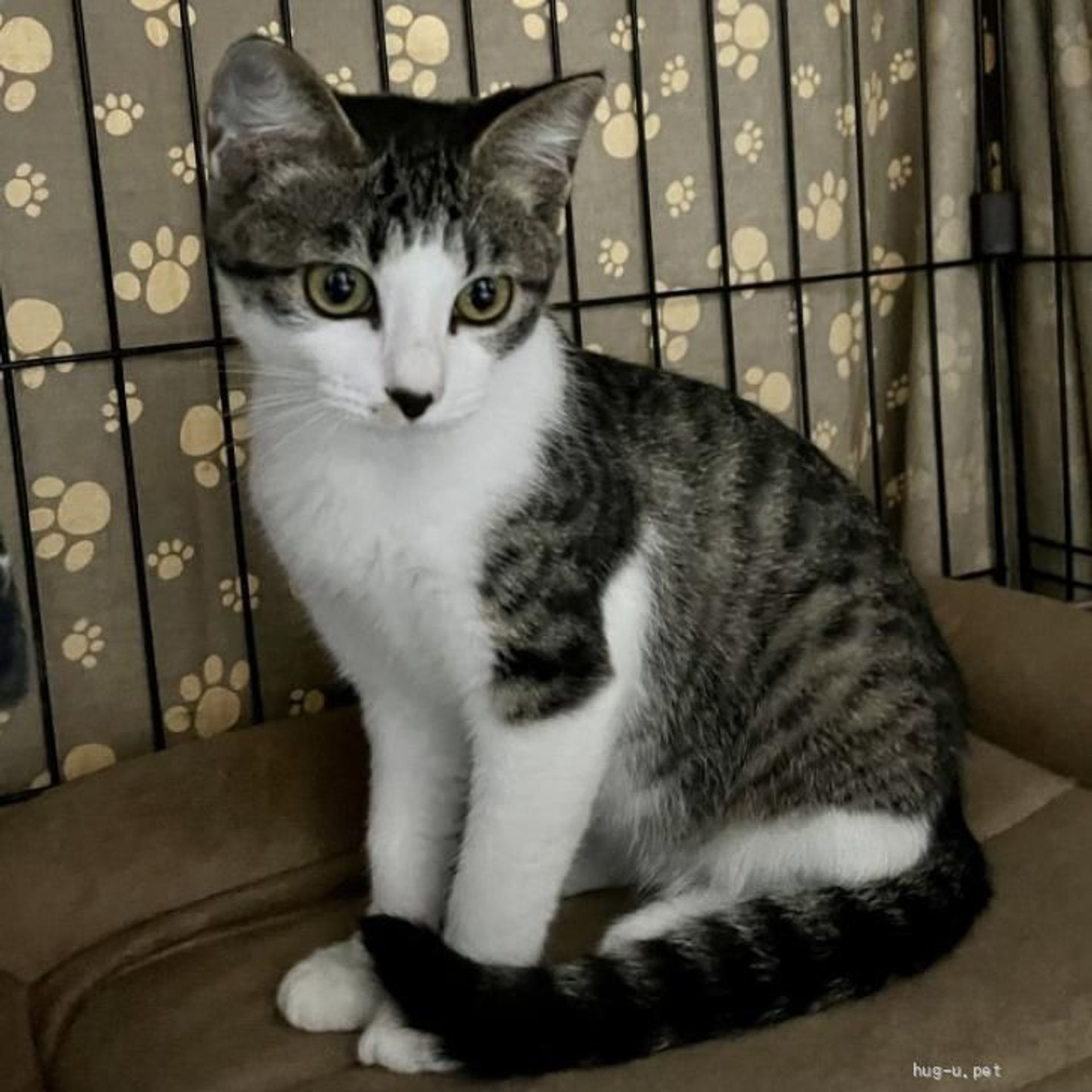 雑種（ミックス猫）・メスの里親募集の写真