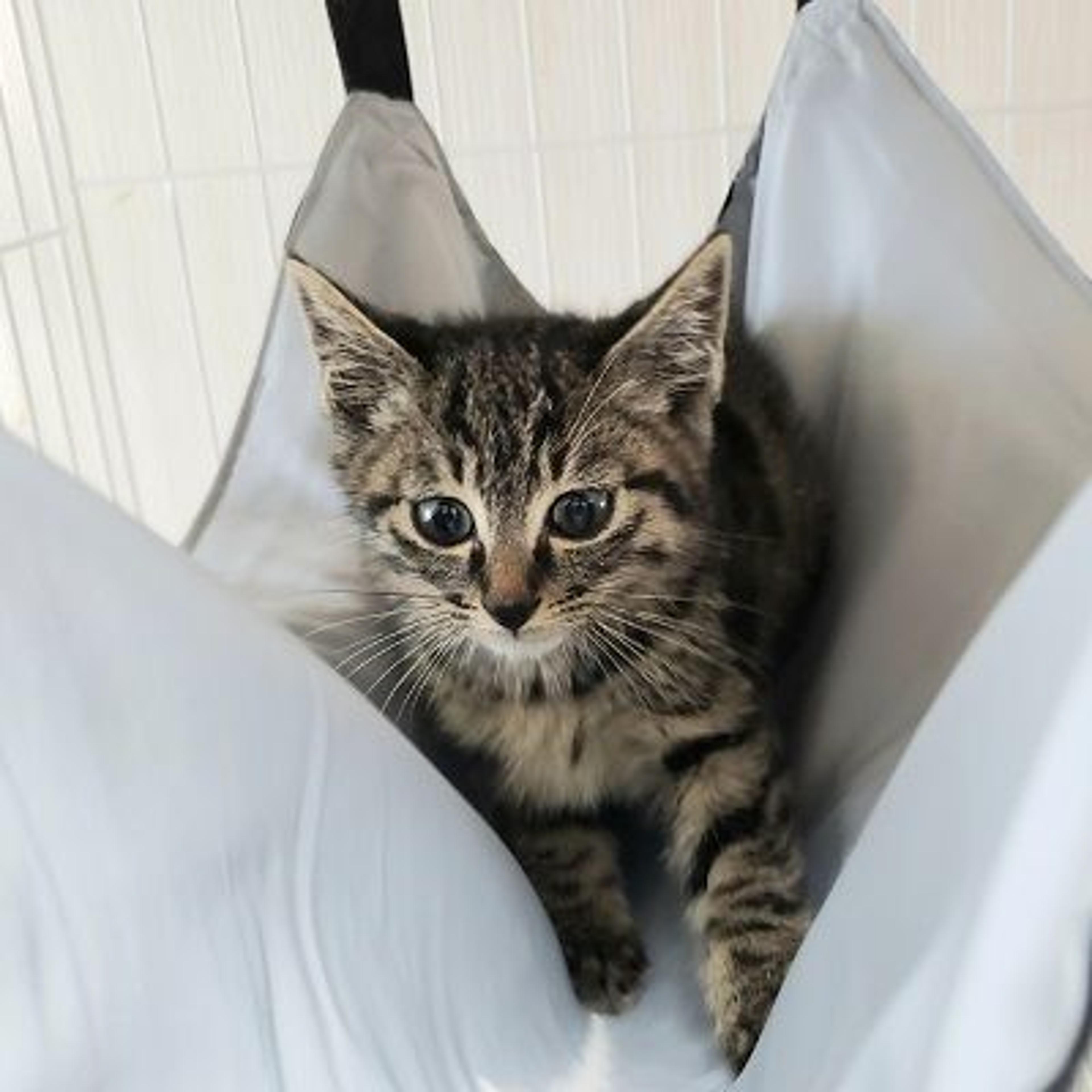 pet-image-3