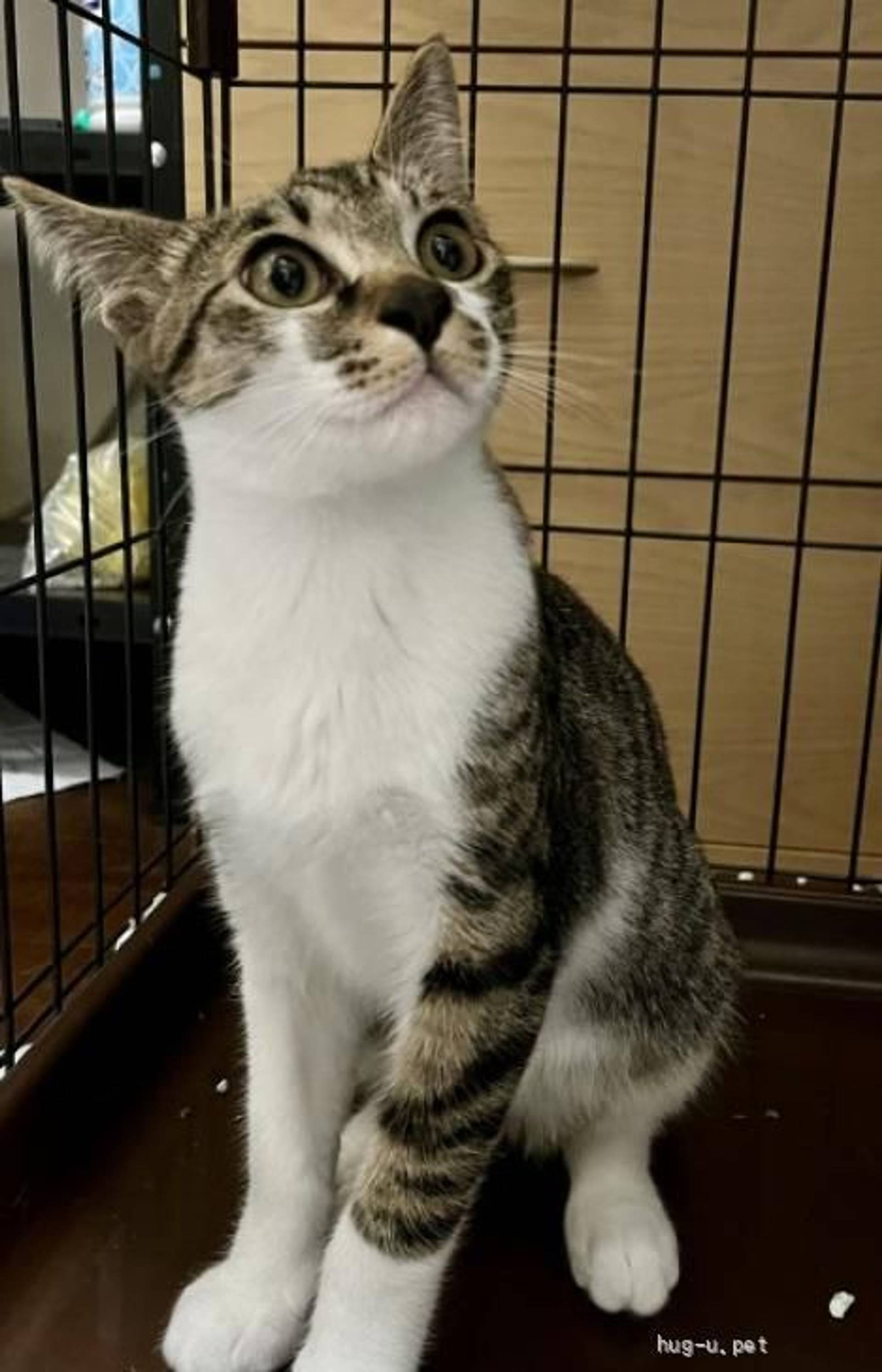 雑種（ミックス猫）・オスの里親募集の写真