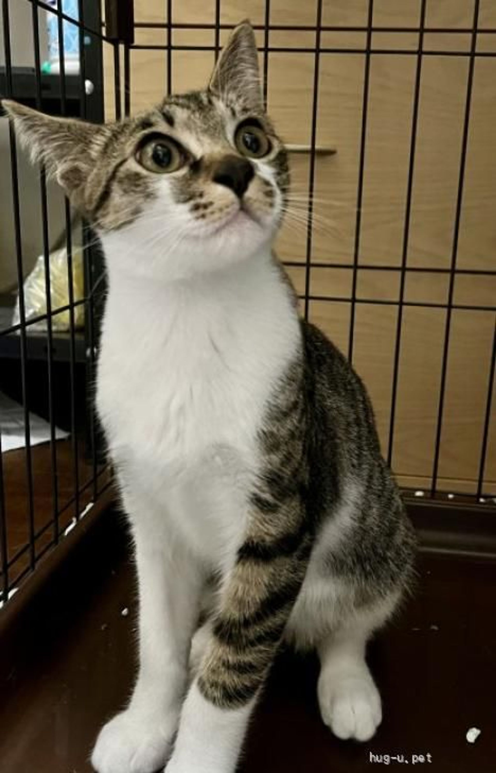 雑種（ミックス猫）・オスの里親募集の写真