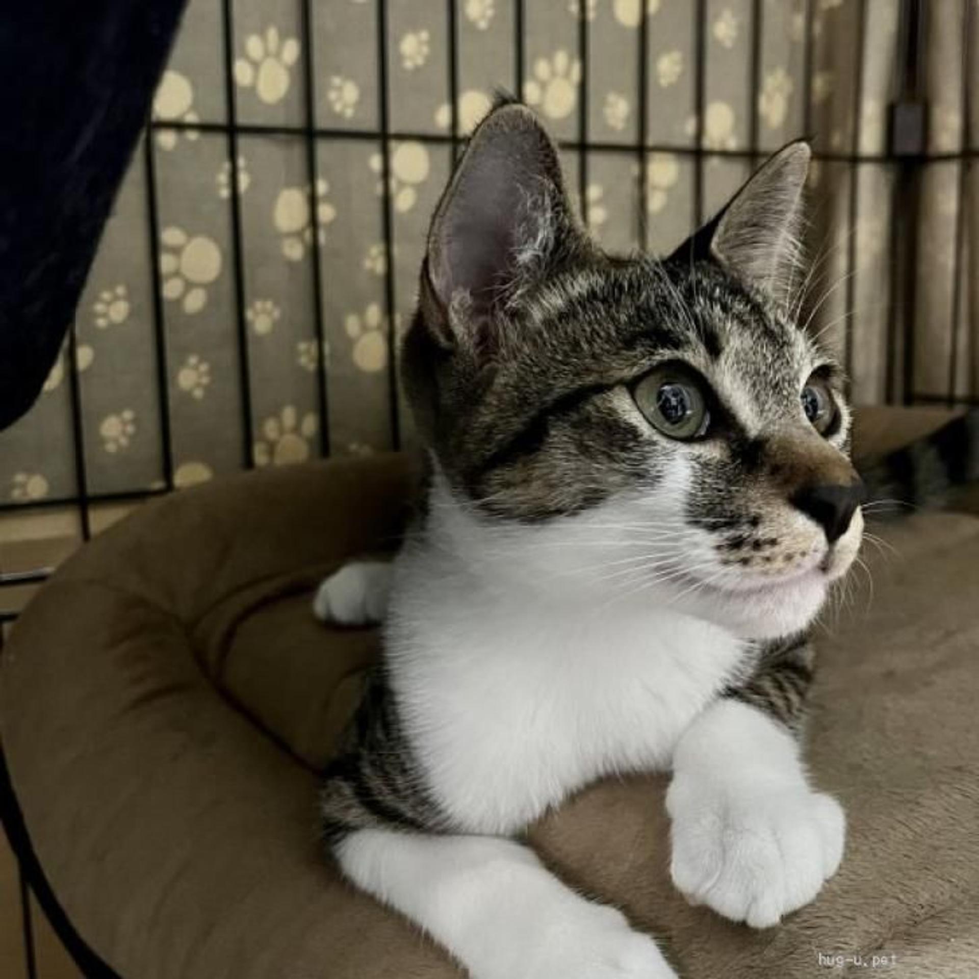 pet-image-3
