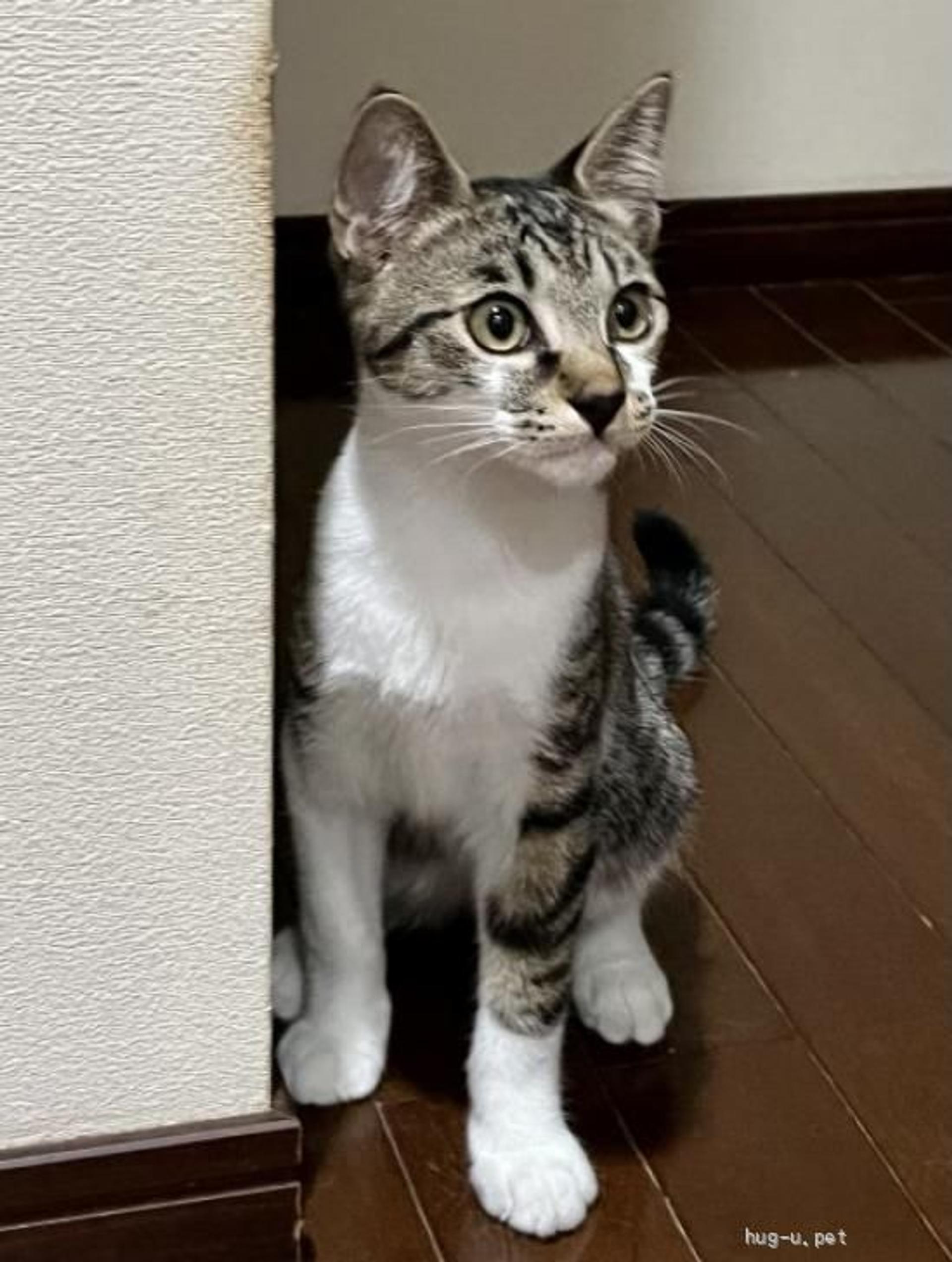 pet-image-4