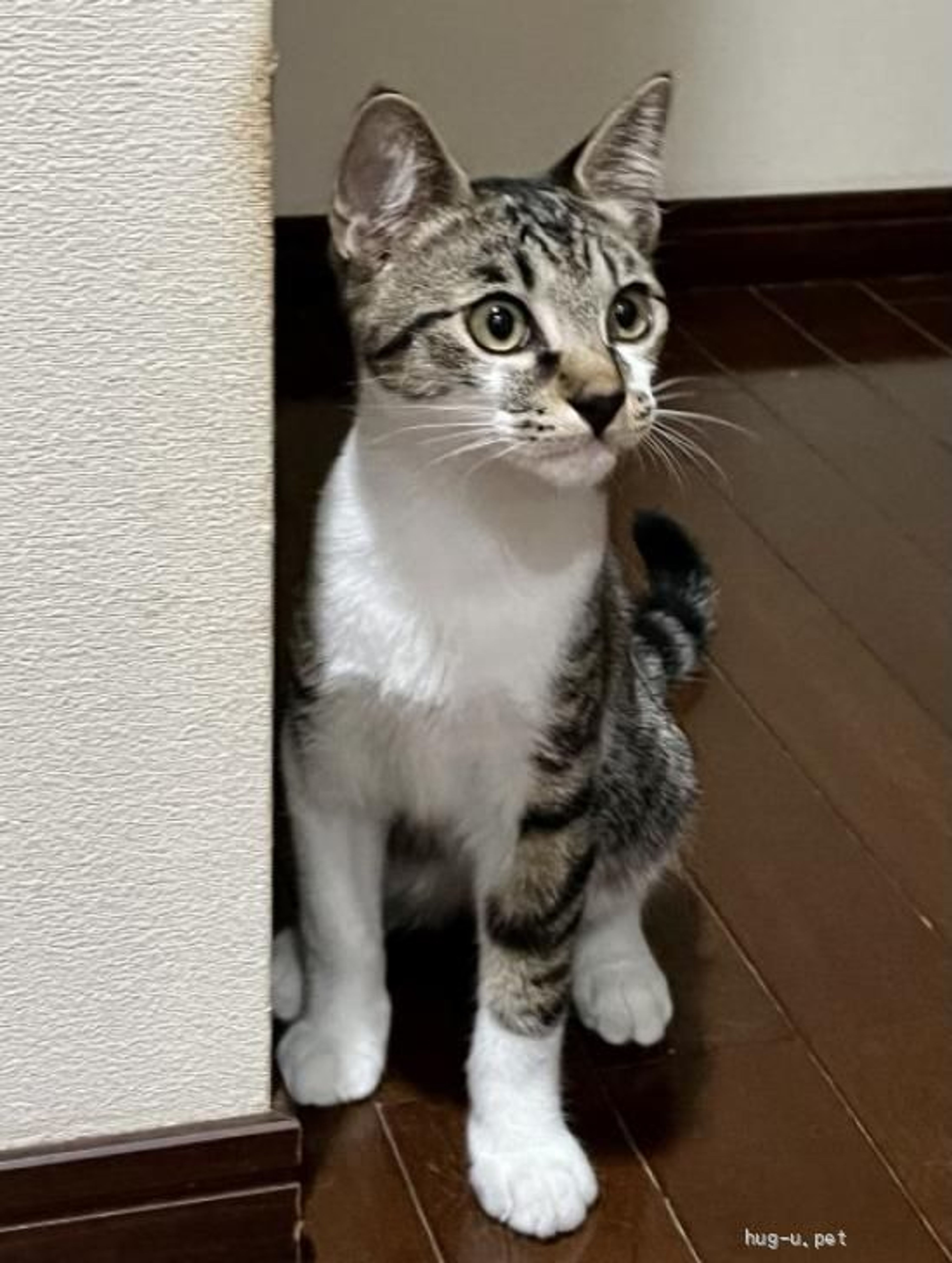 pet-image-4