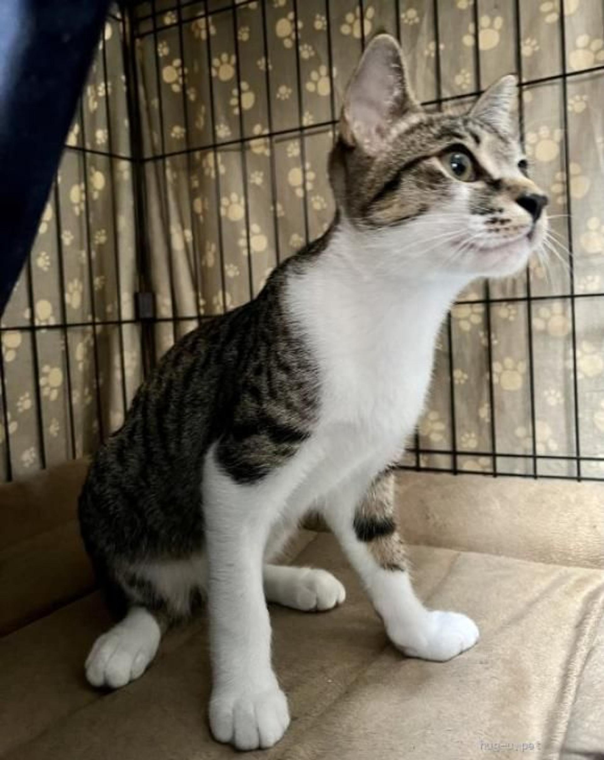 pet-image-5