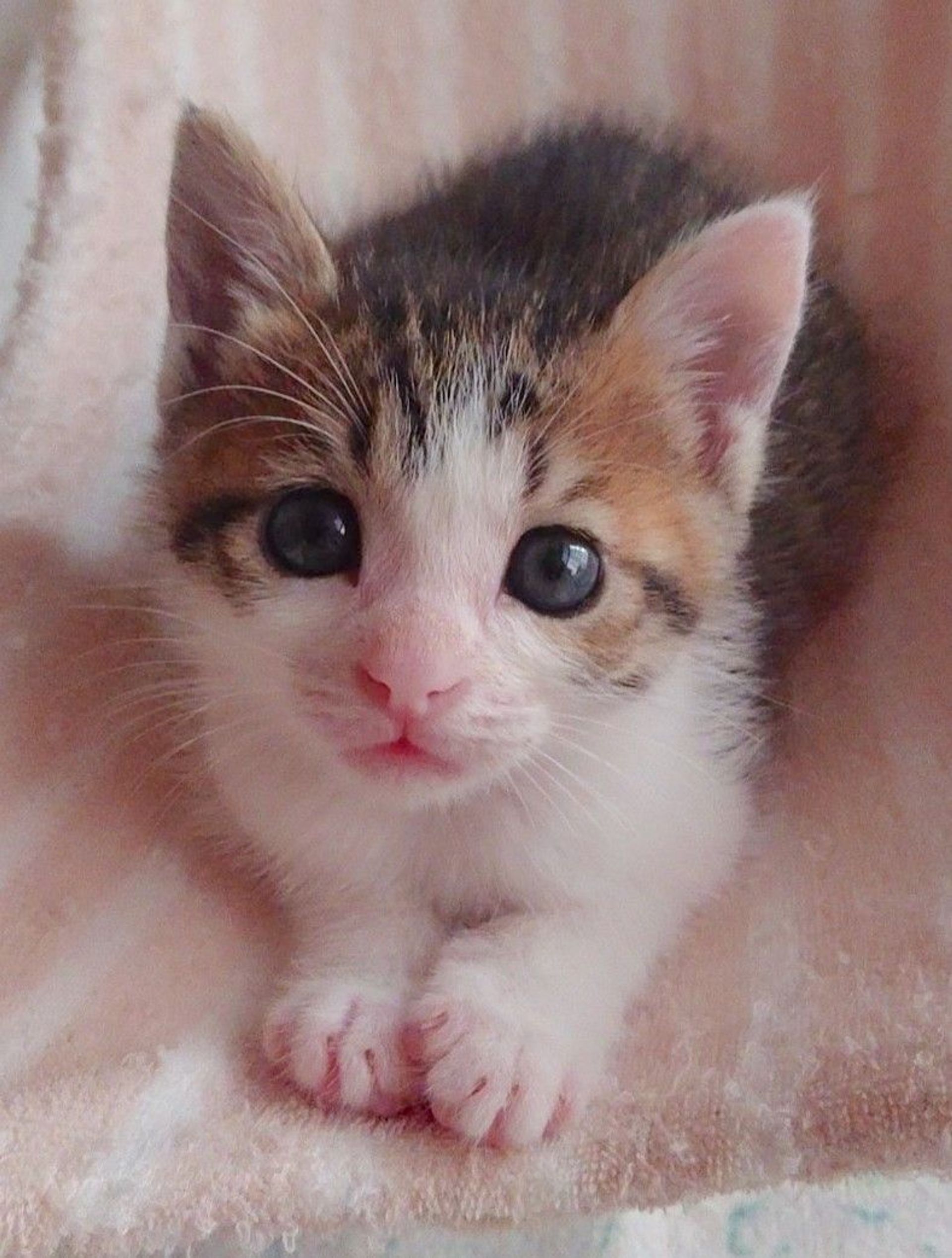 雑種（ミックス猫）・オスの里親募集の写真