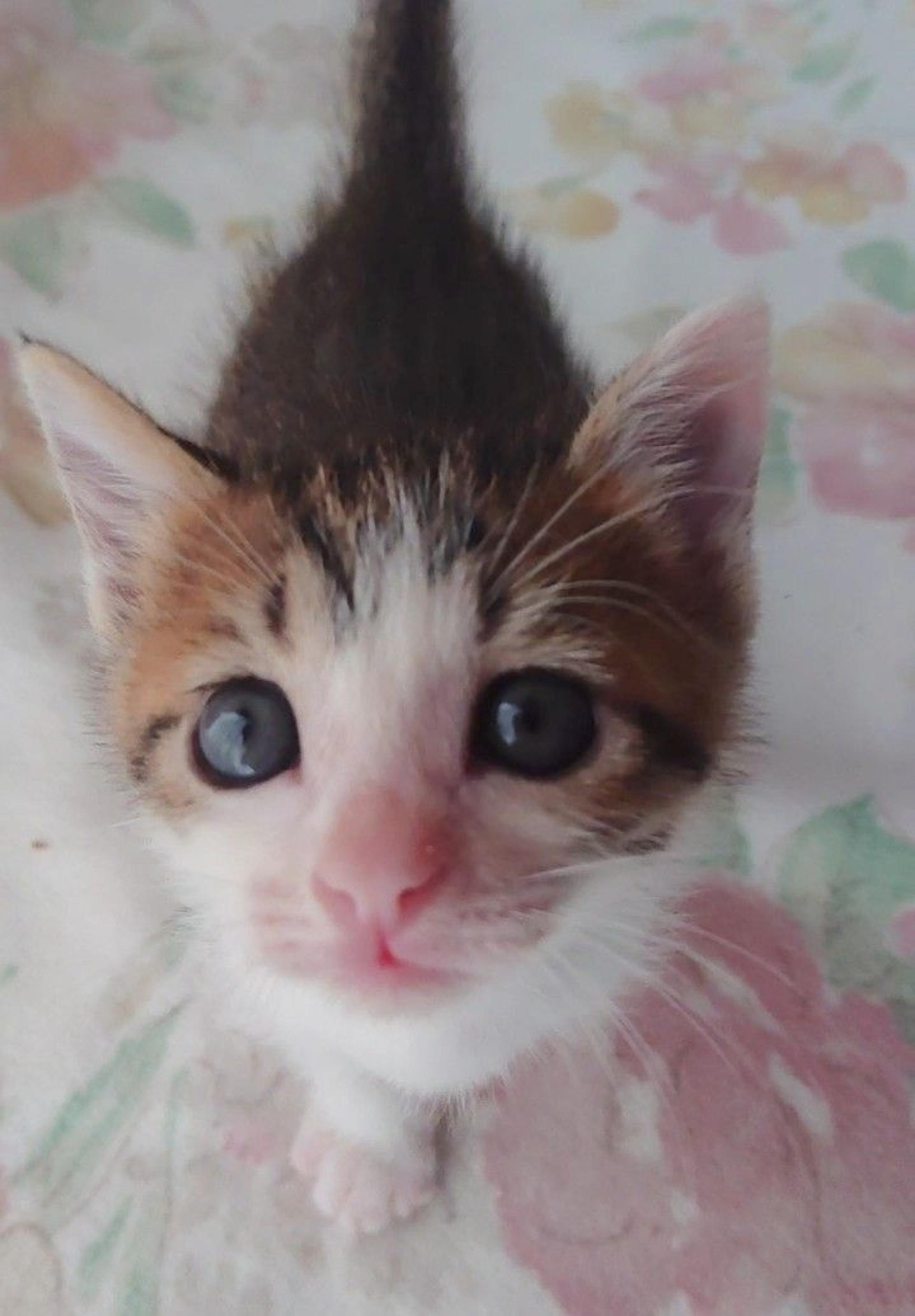 pet-image-2