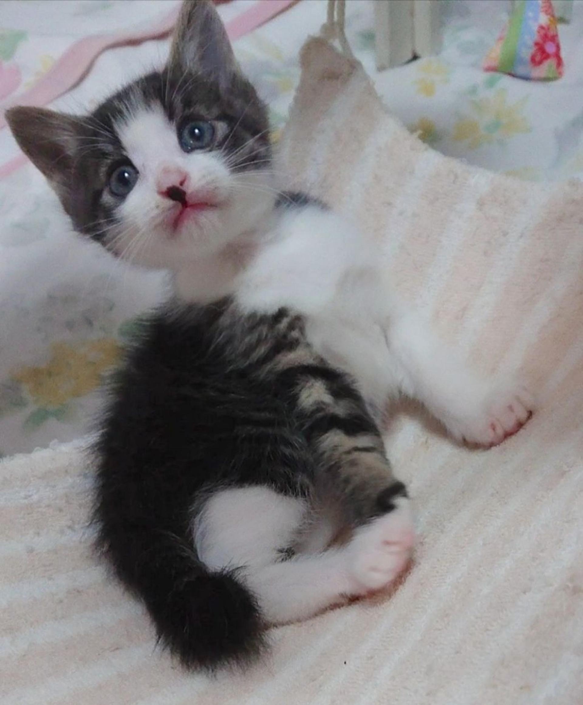 pet-image-2