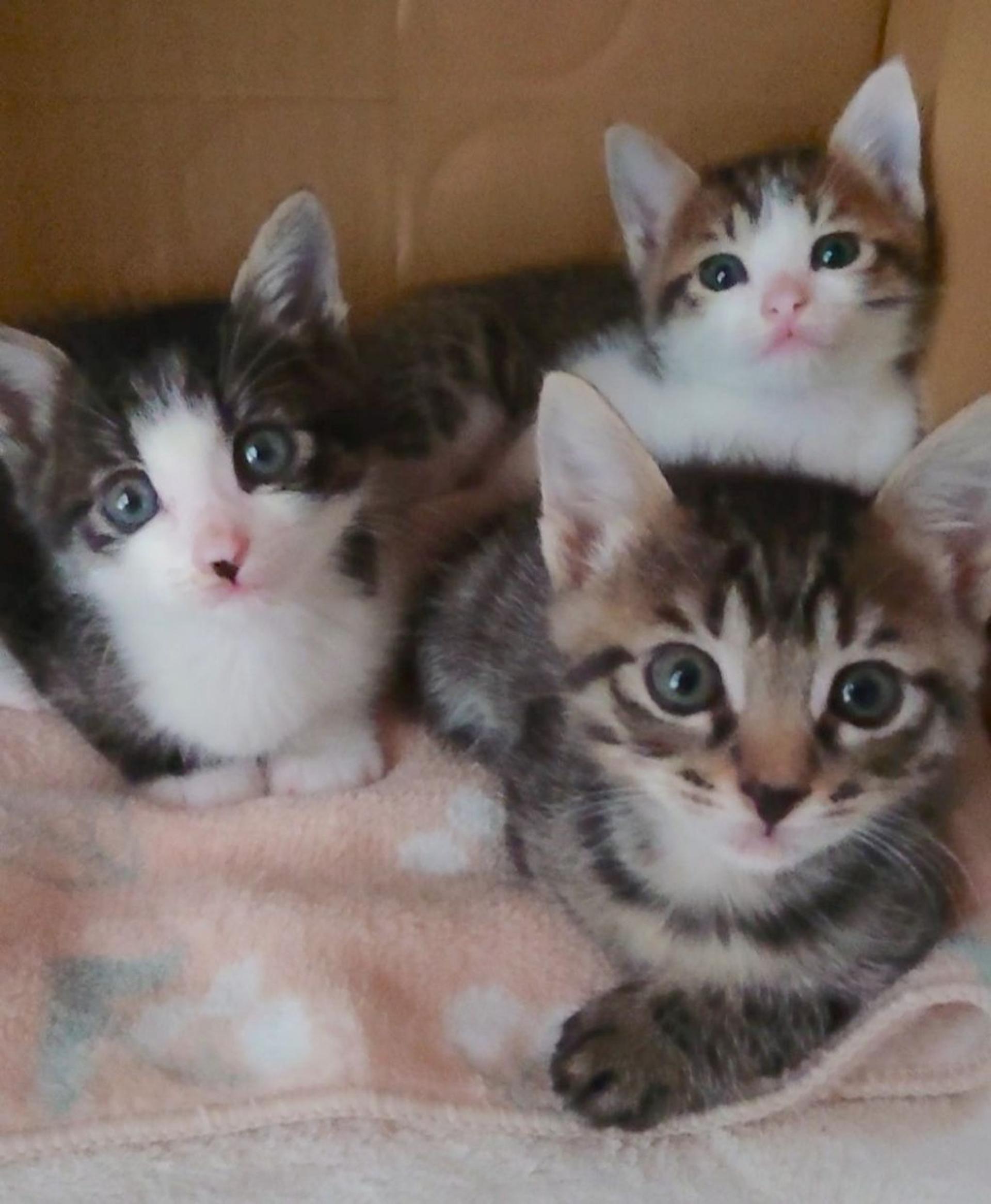 pet-image-3