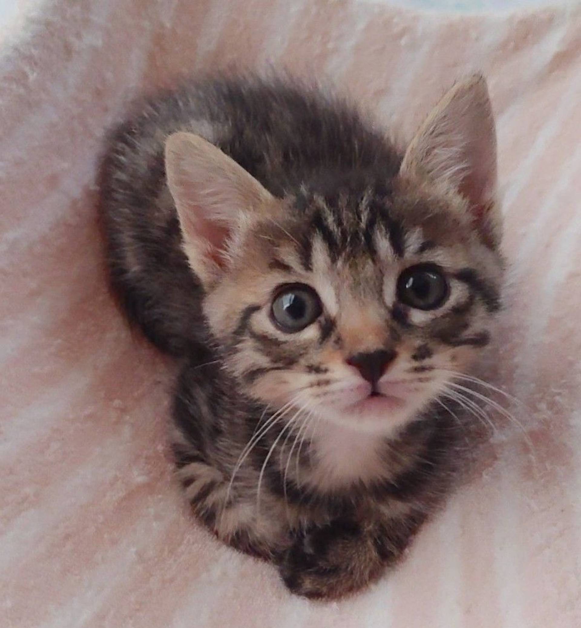 雑種（ミックス猫）・オスの里親募集の写真
