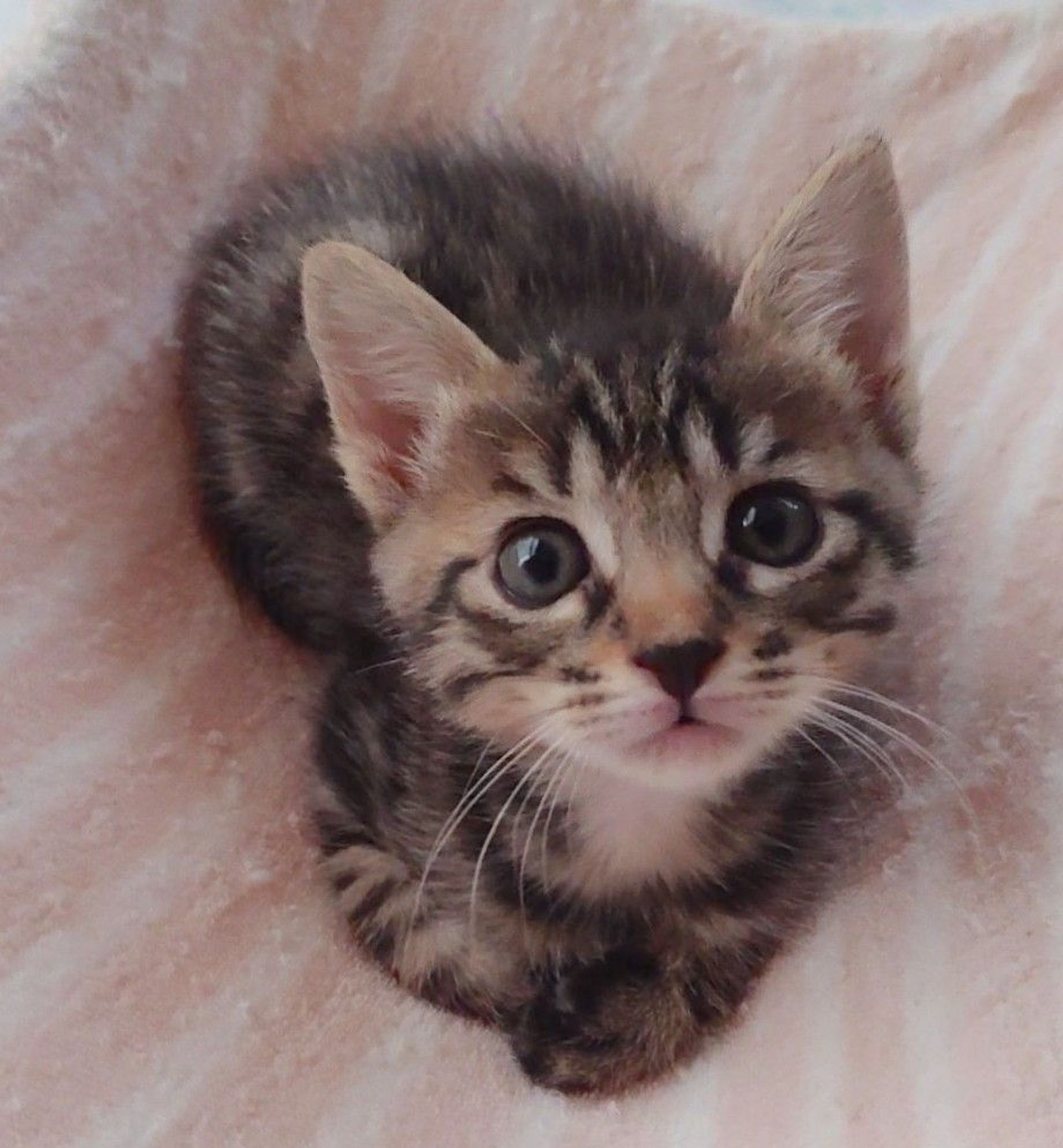 雑種（ミックス猫）・オスの里親募集の写真
