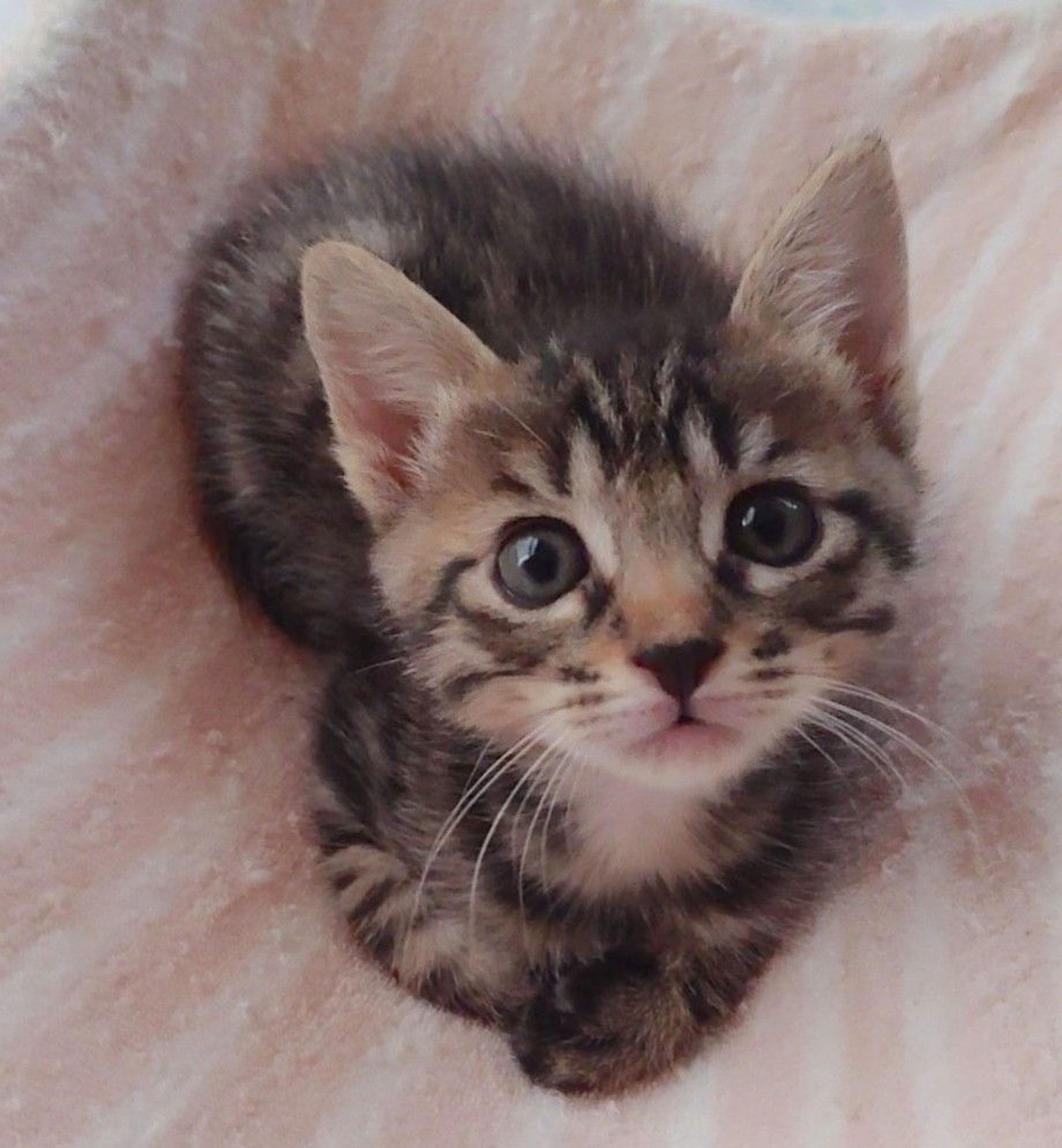 雑種（ミックス猫）・オスの里親募集の写真