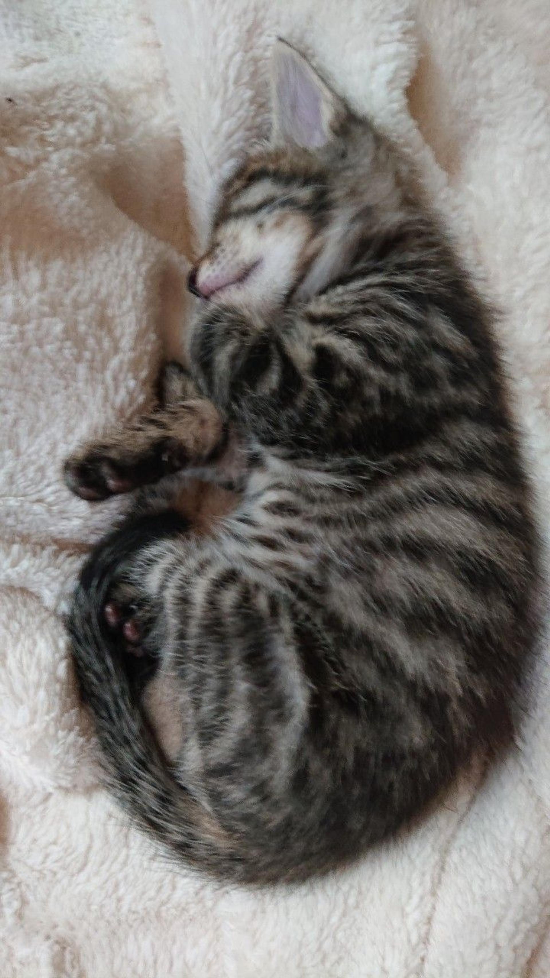 pet-image-4