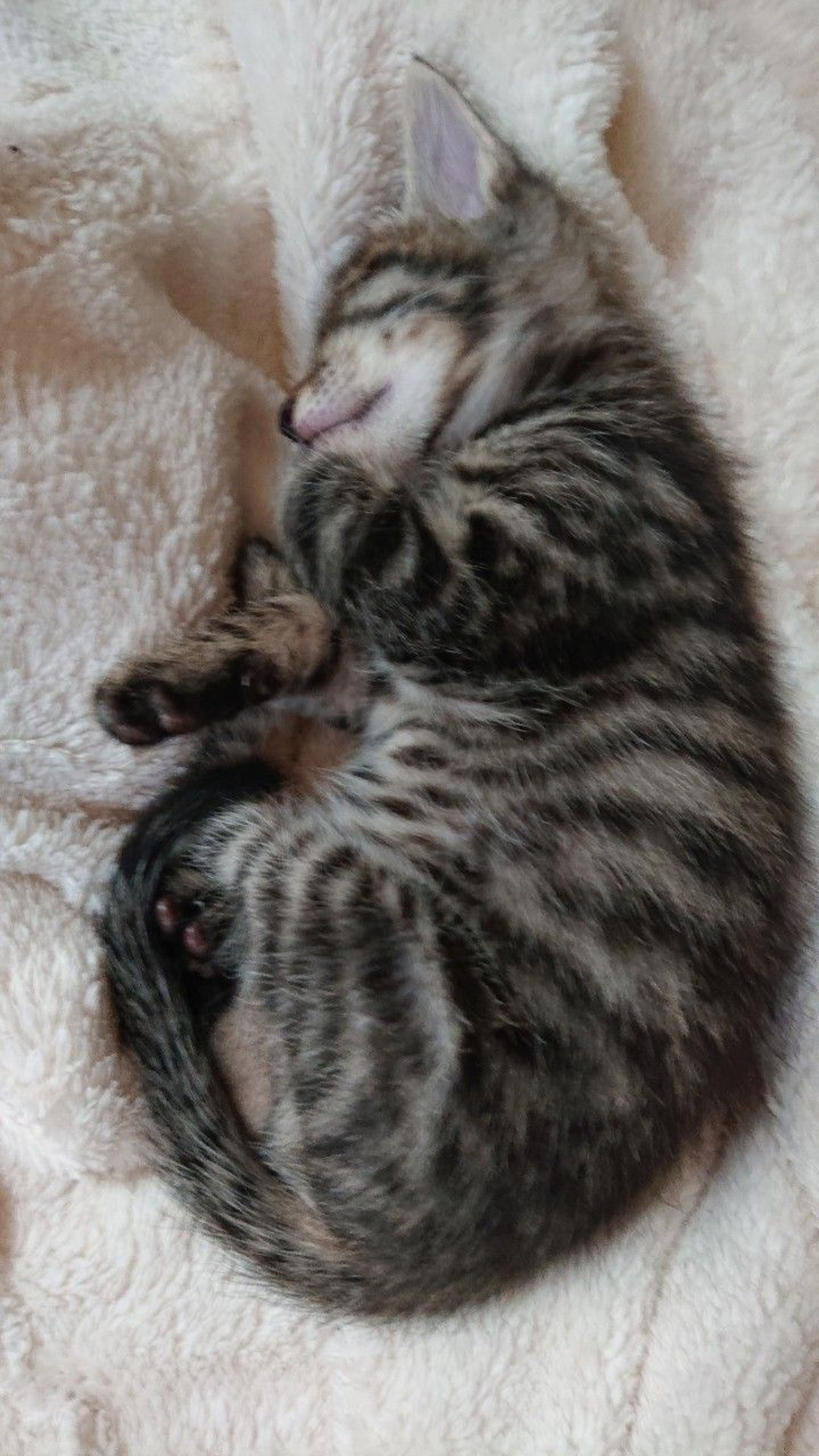 pet-image-4