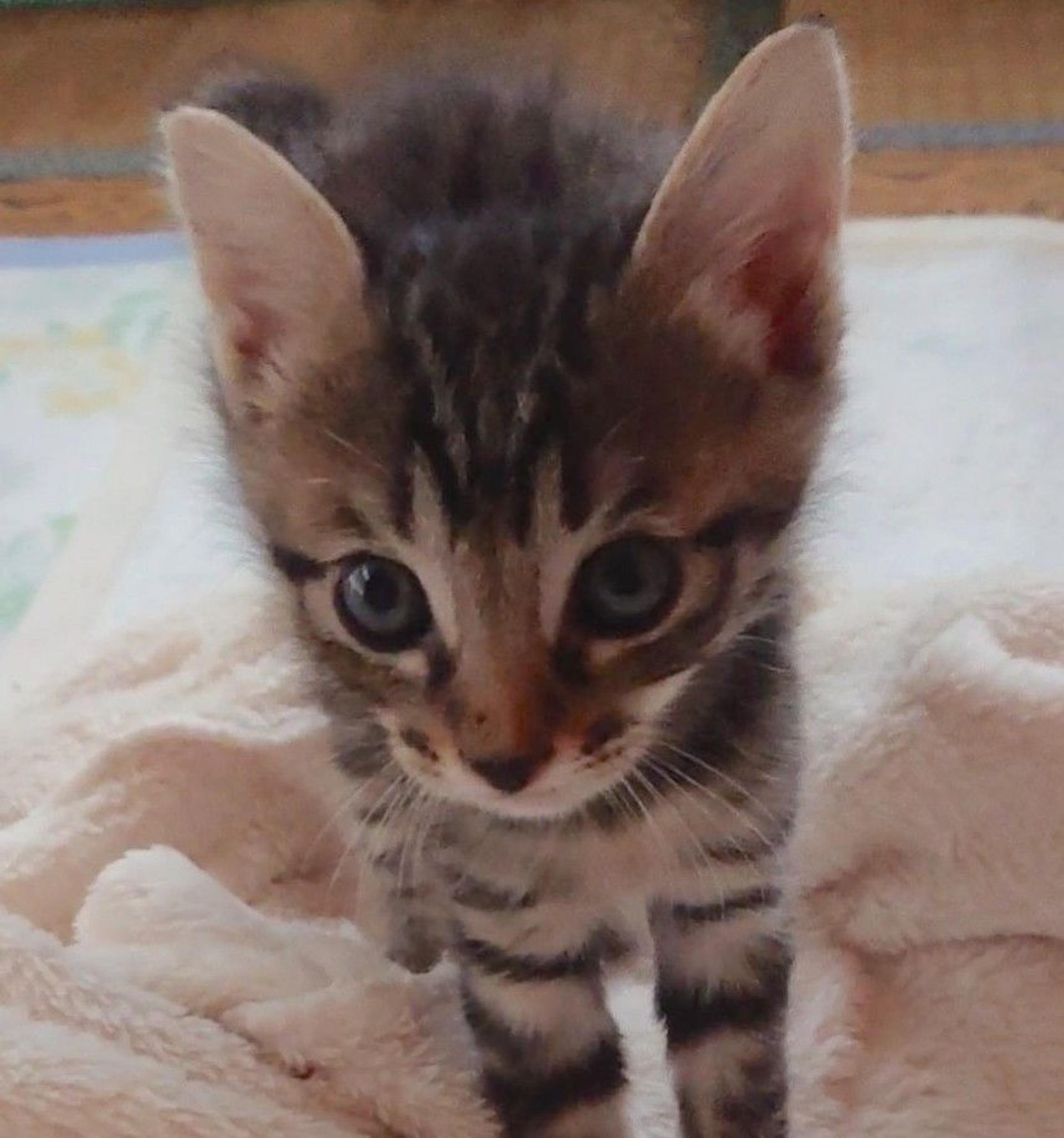 pet-image-6