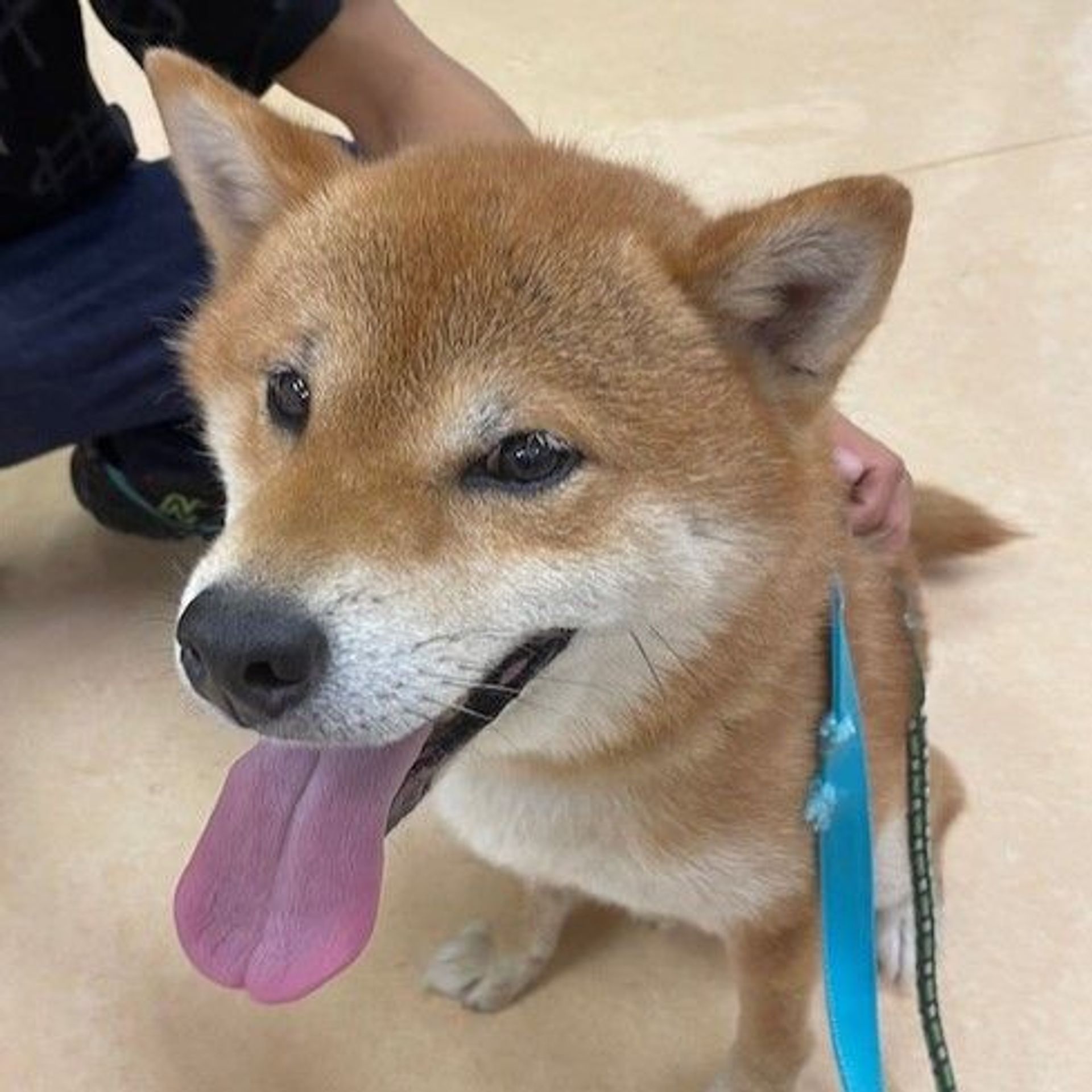 柴犬・オスの里親募集の写真