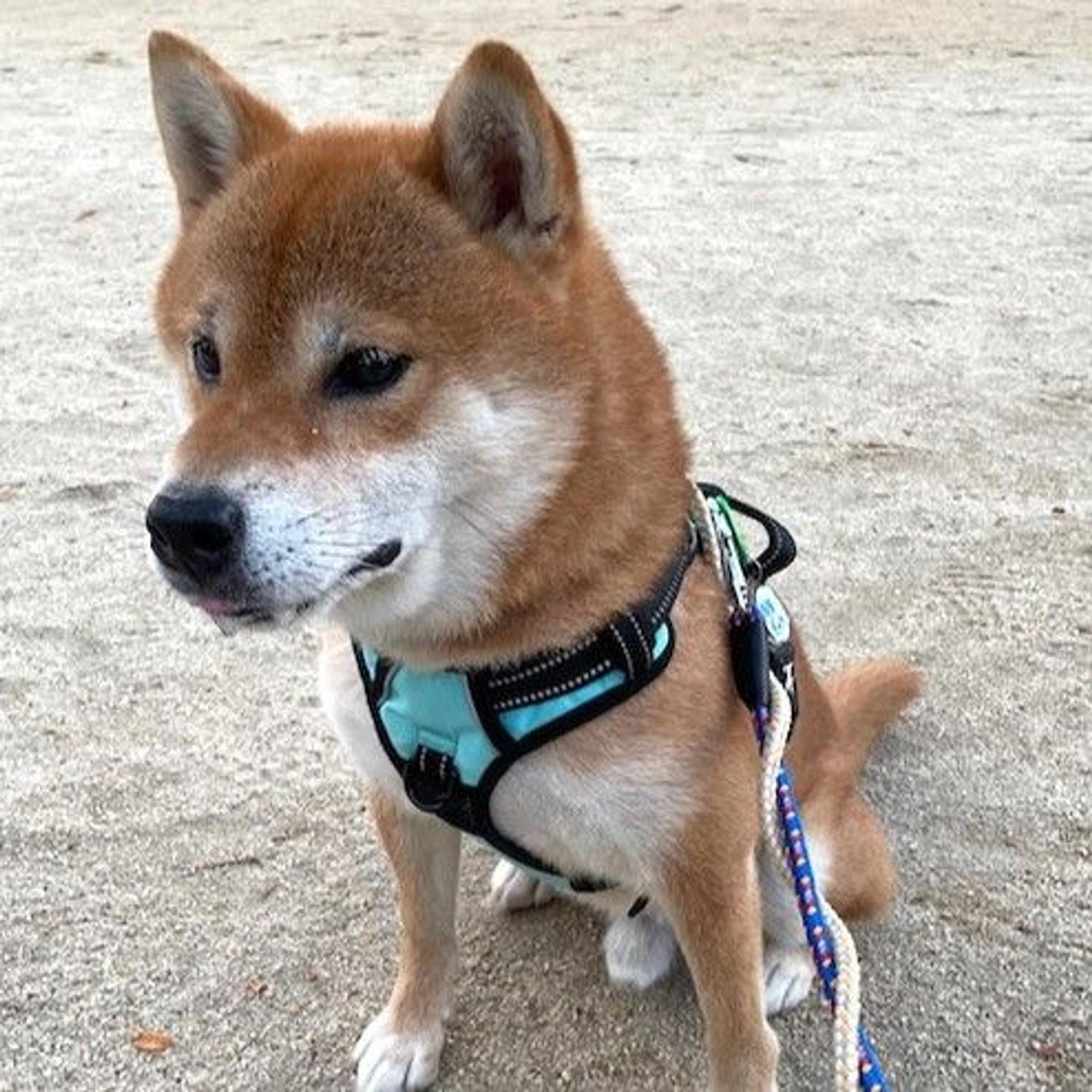 pet-image-2