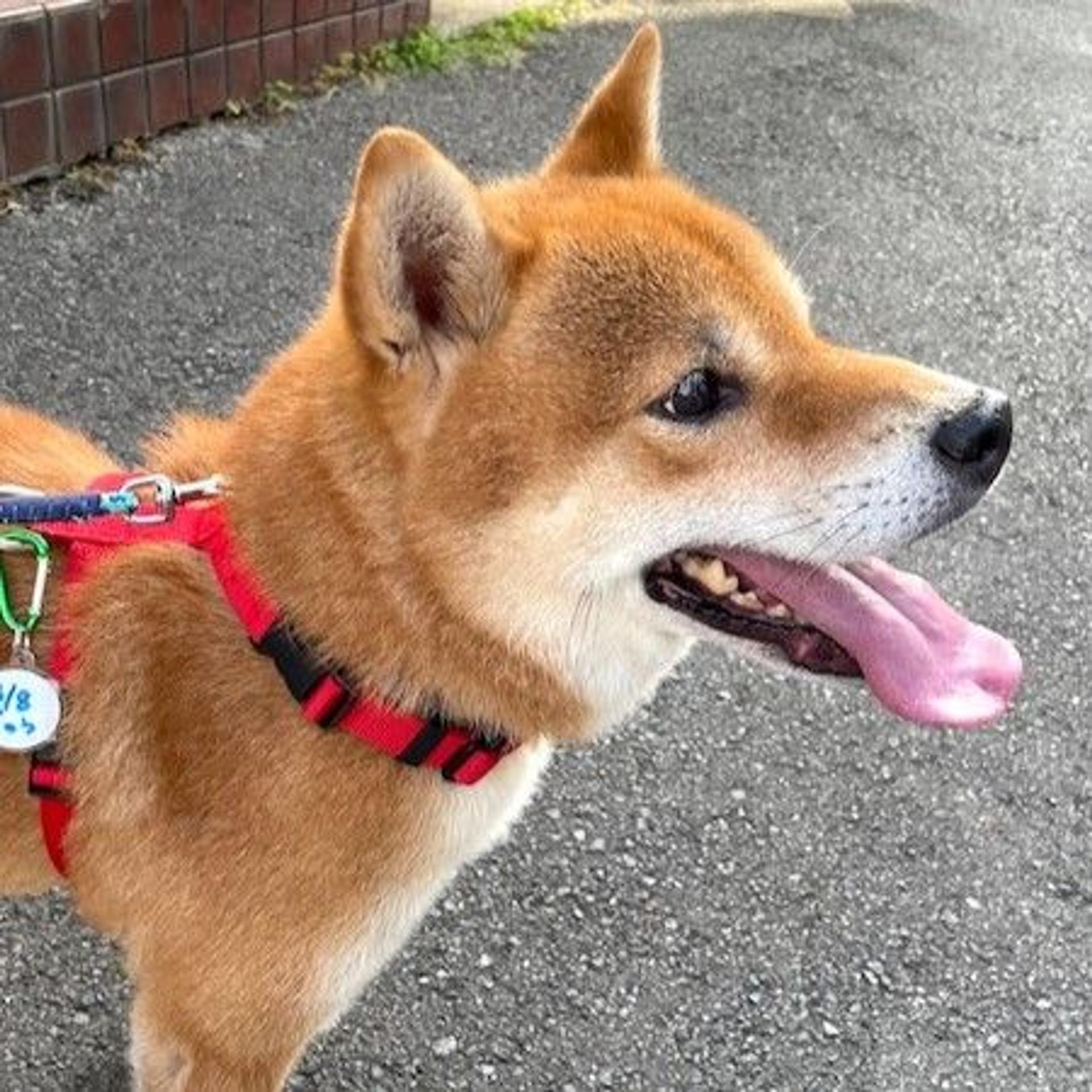 pet-image-4