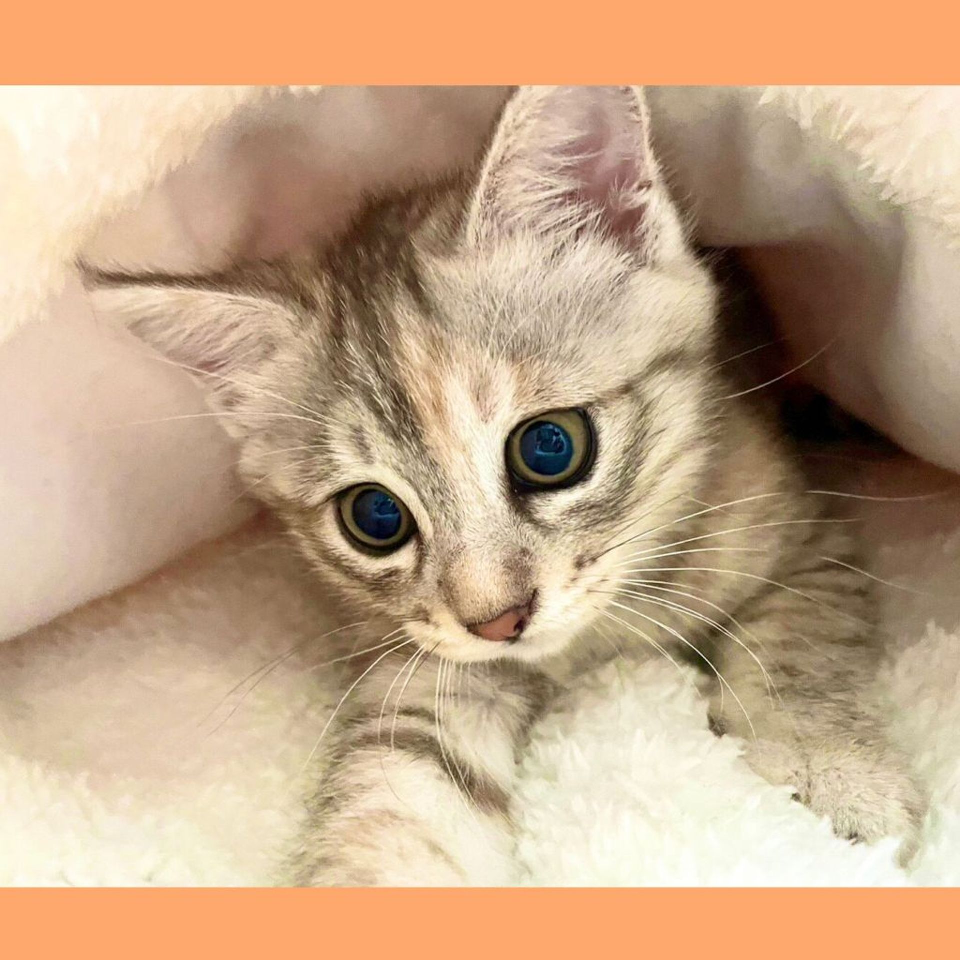 雑種（ミックス猫）・メスの里親募集の写真