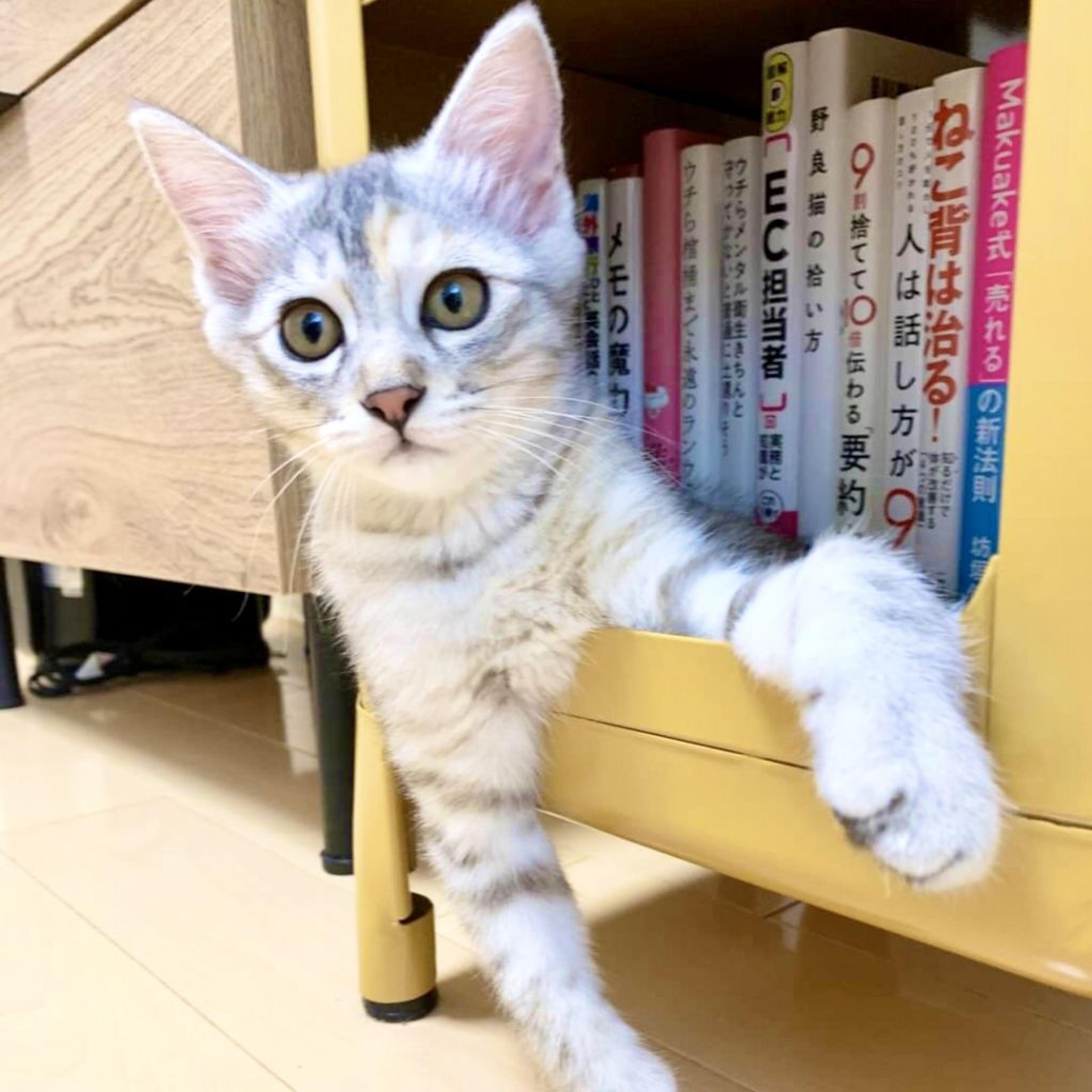 pet-image-2