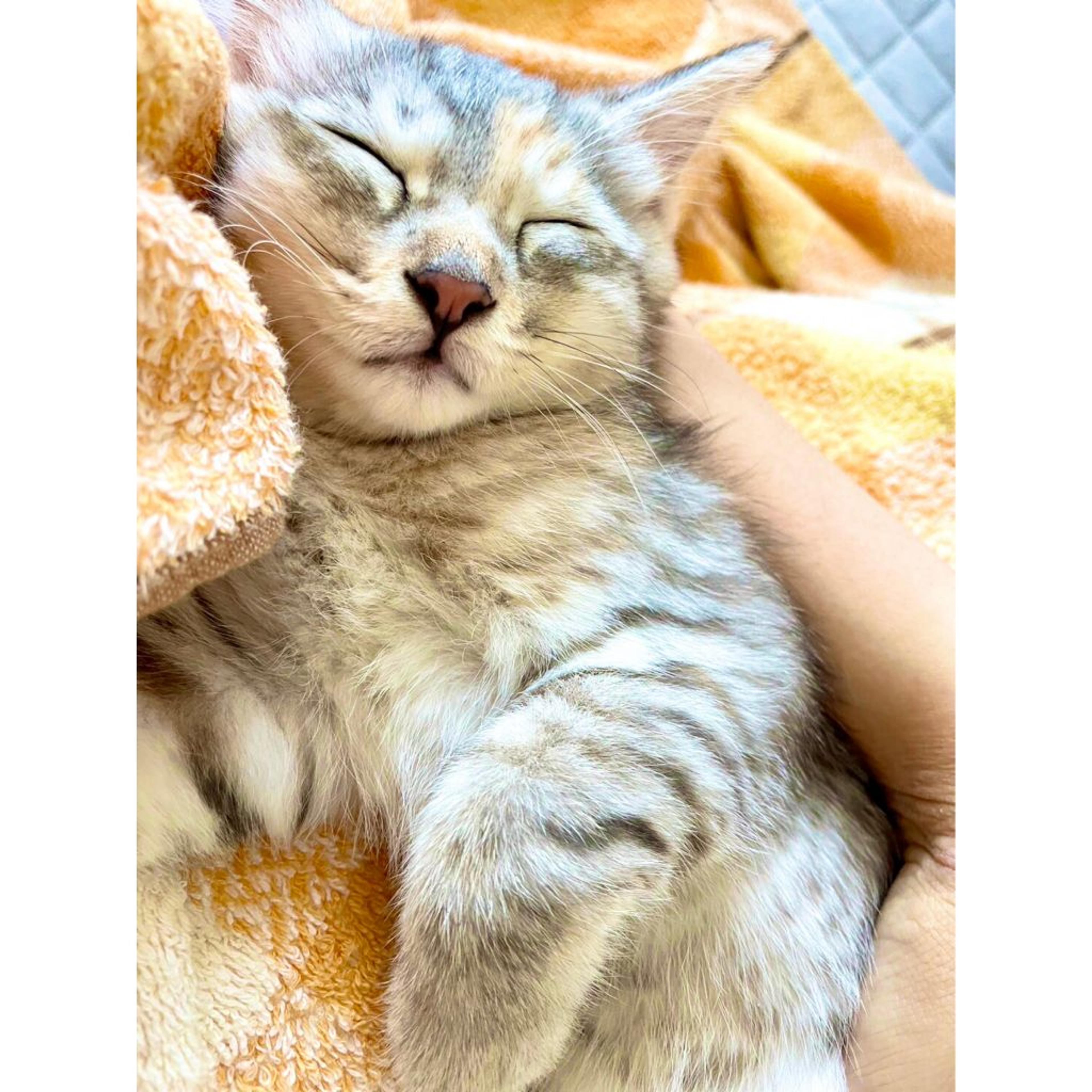 pet-image-4
