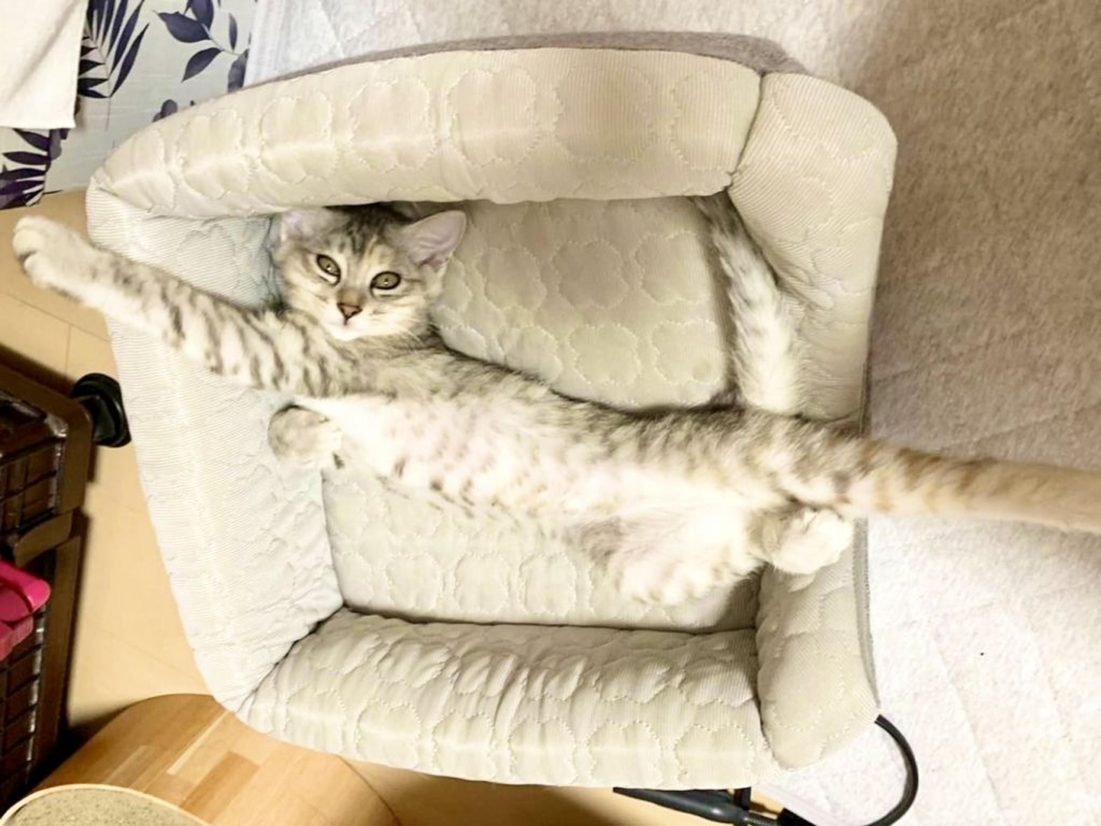 pet-image-5
