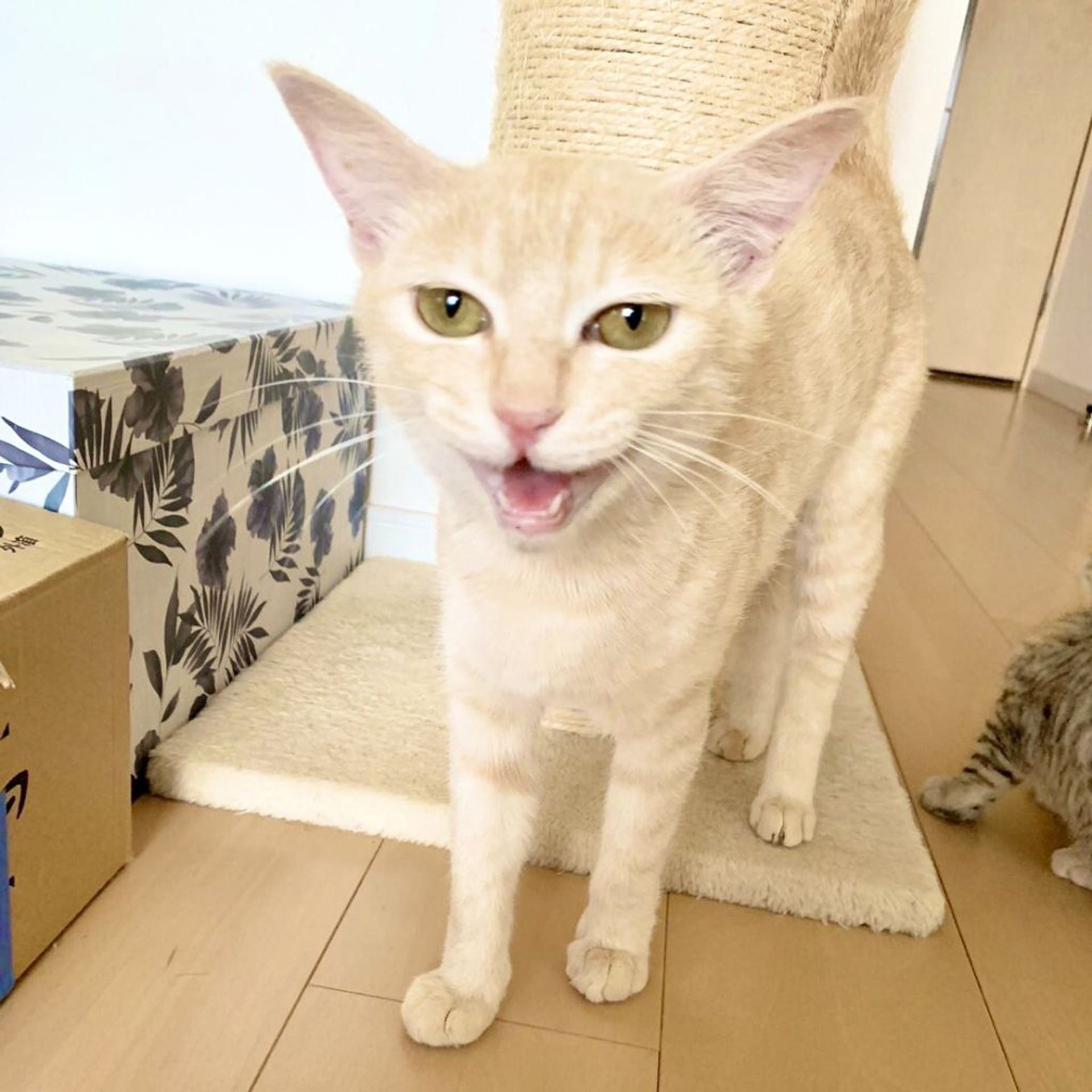 雑種（ミックス猫）・メスの里親募集の写真
