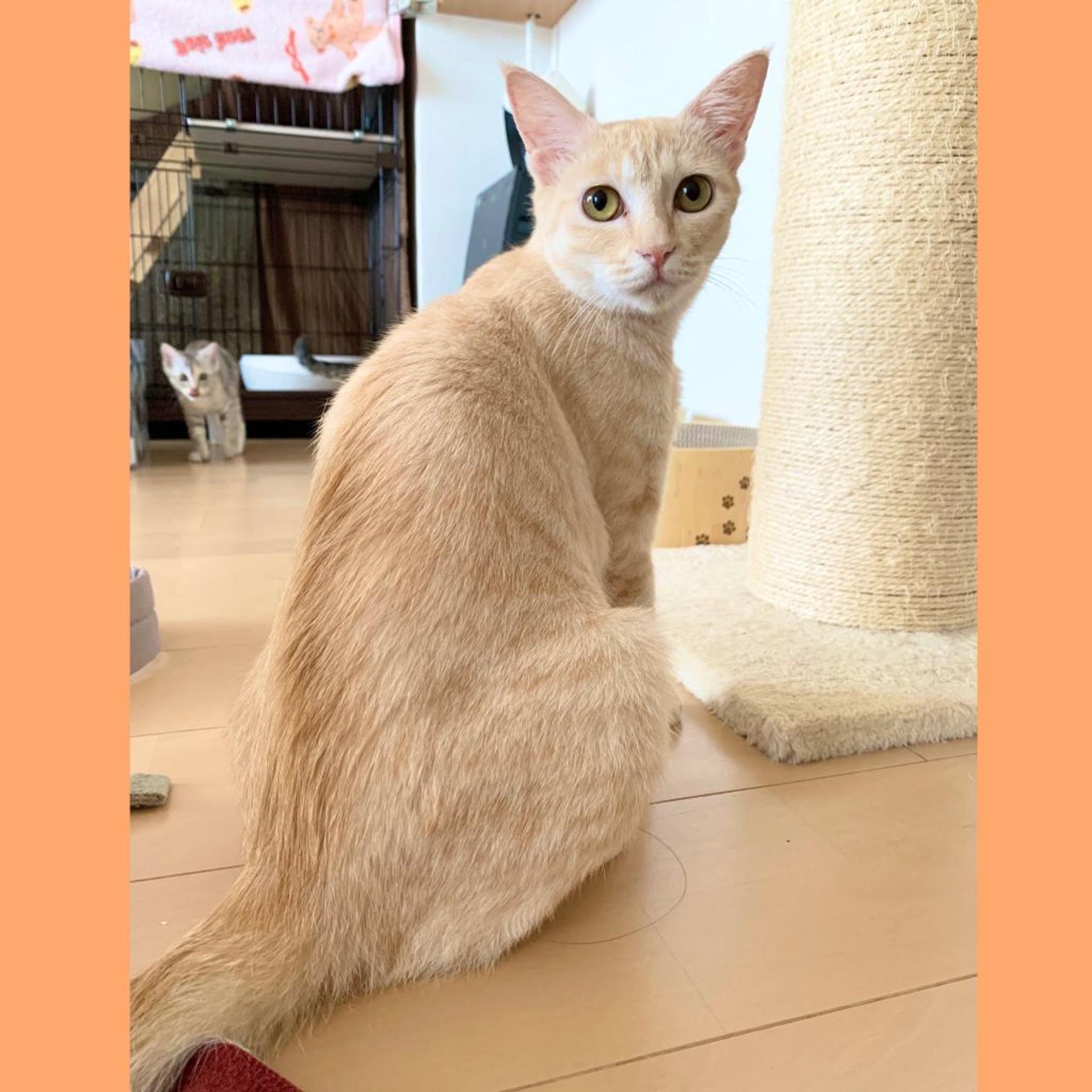 pet-image-3