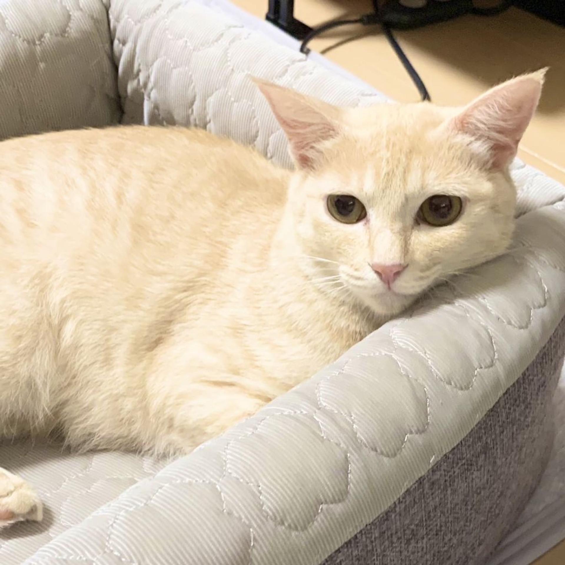 pet-image-5