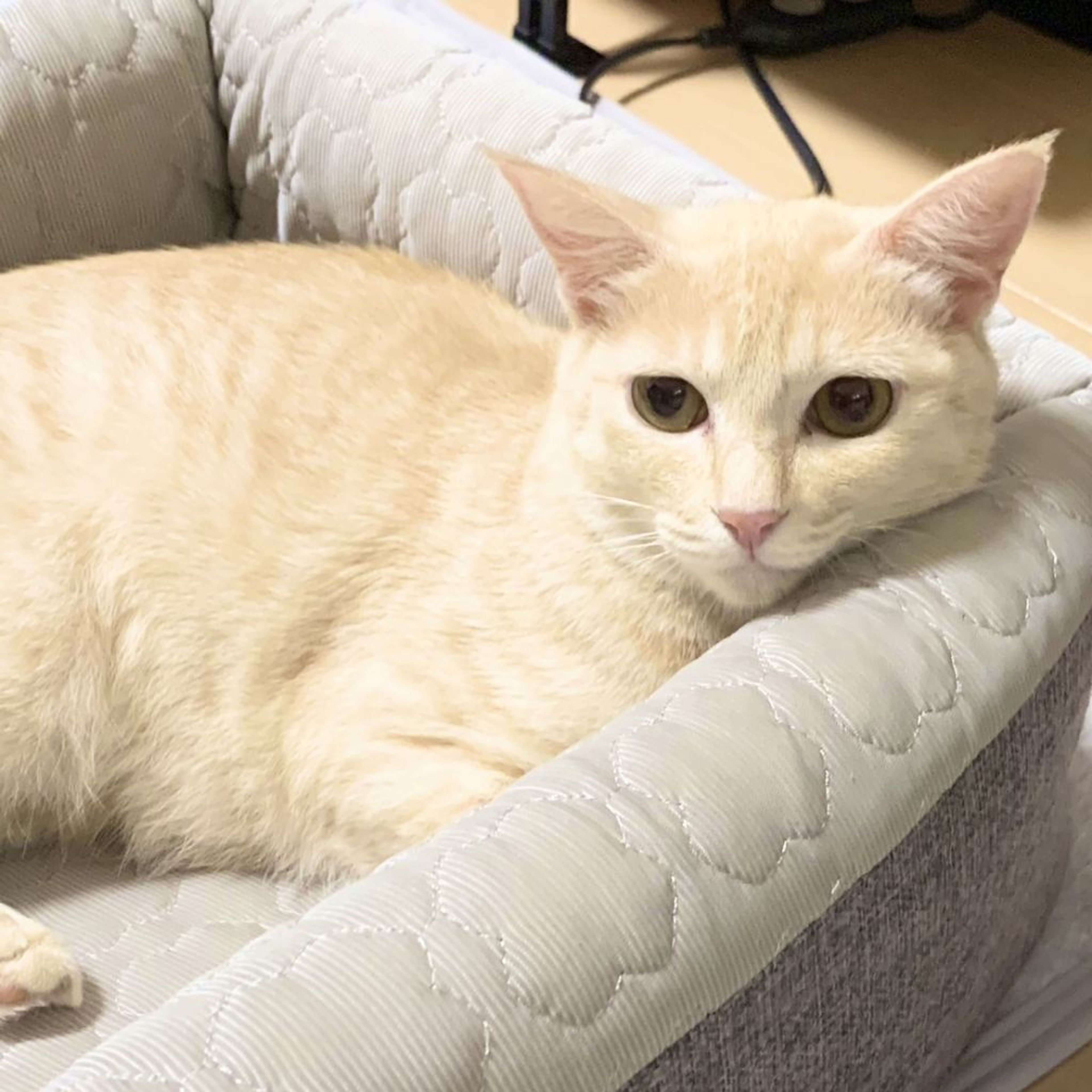 pet-image-5