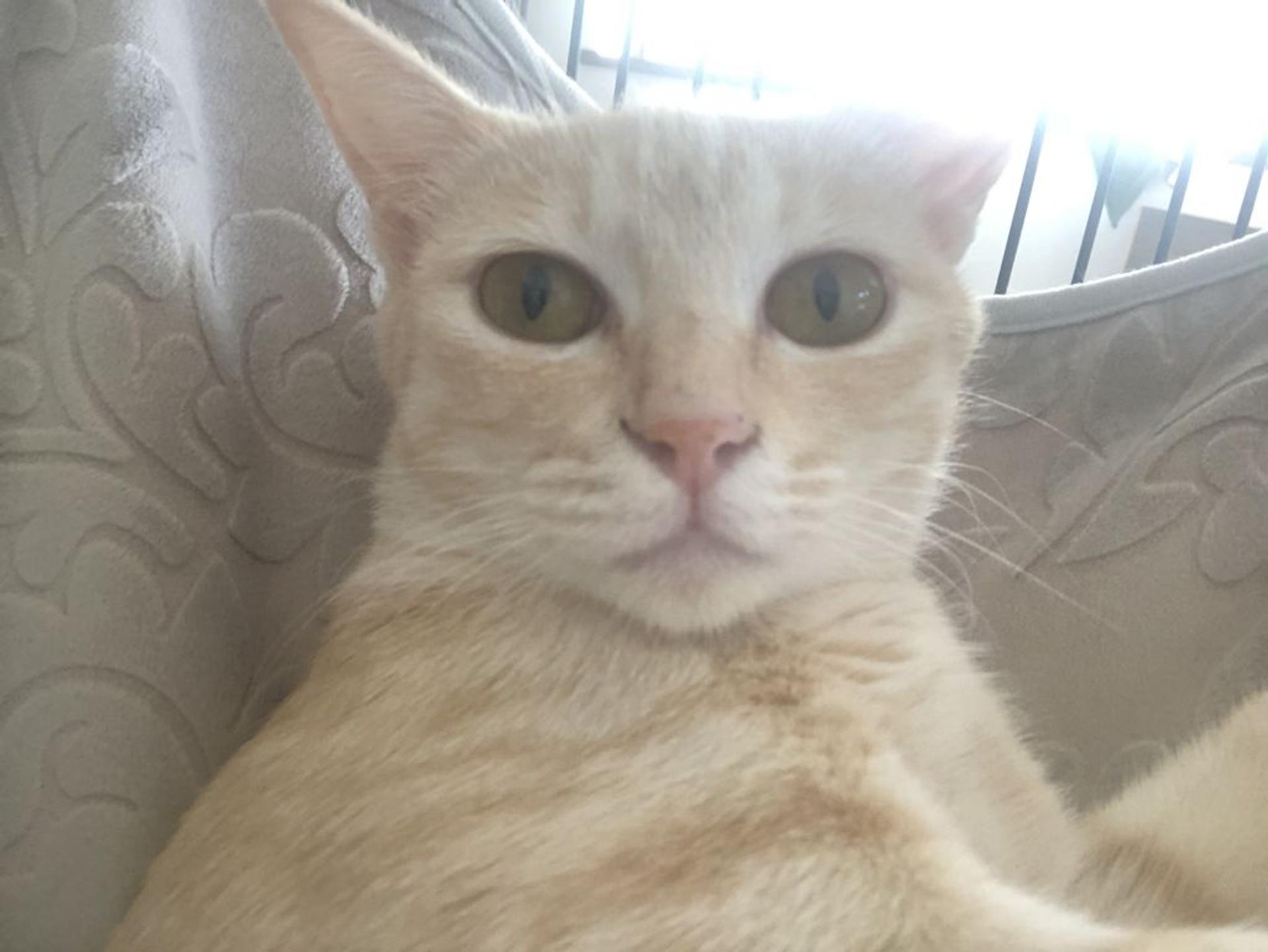 pet-image-2
