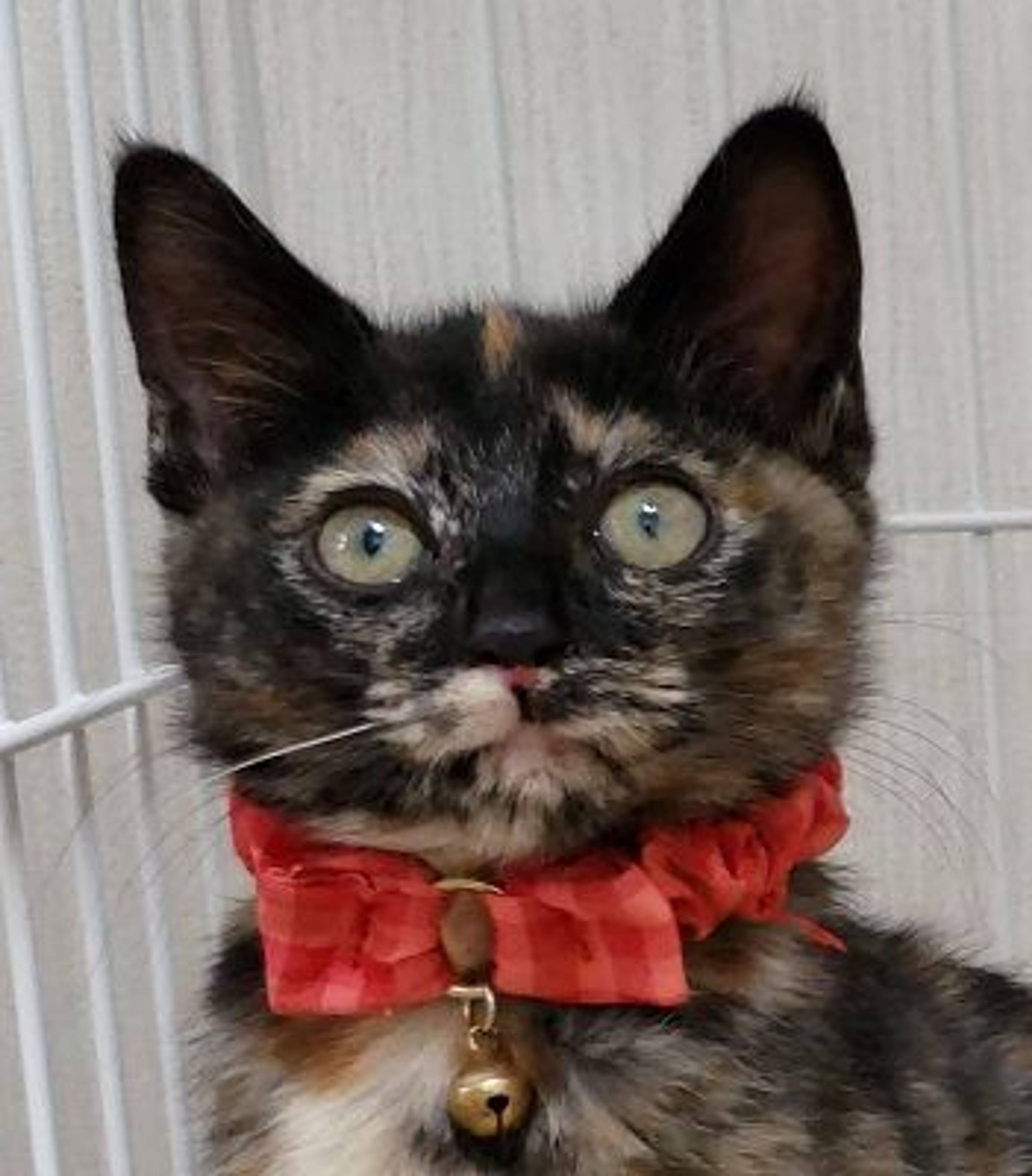 雑種（ミックス猫）・メスの里親募集の写真