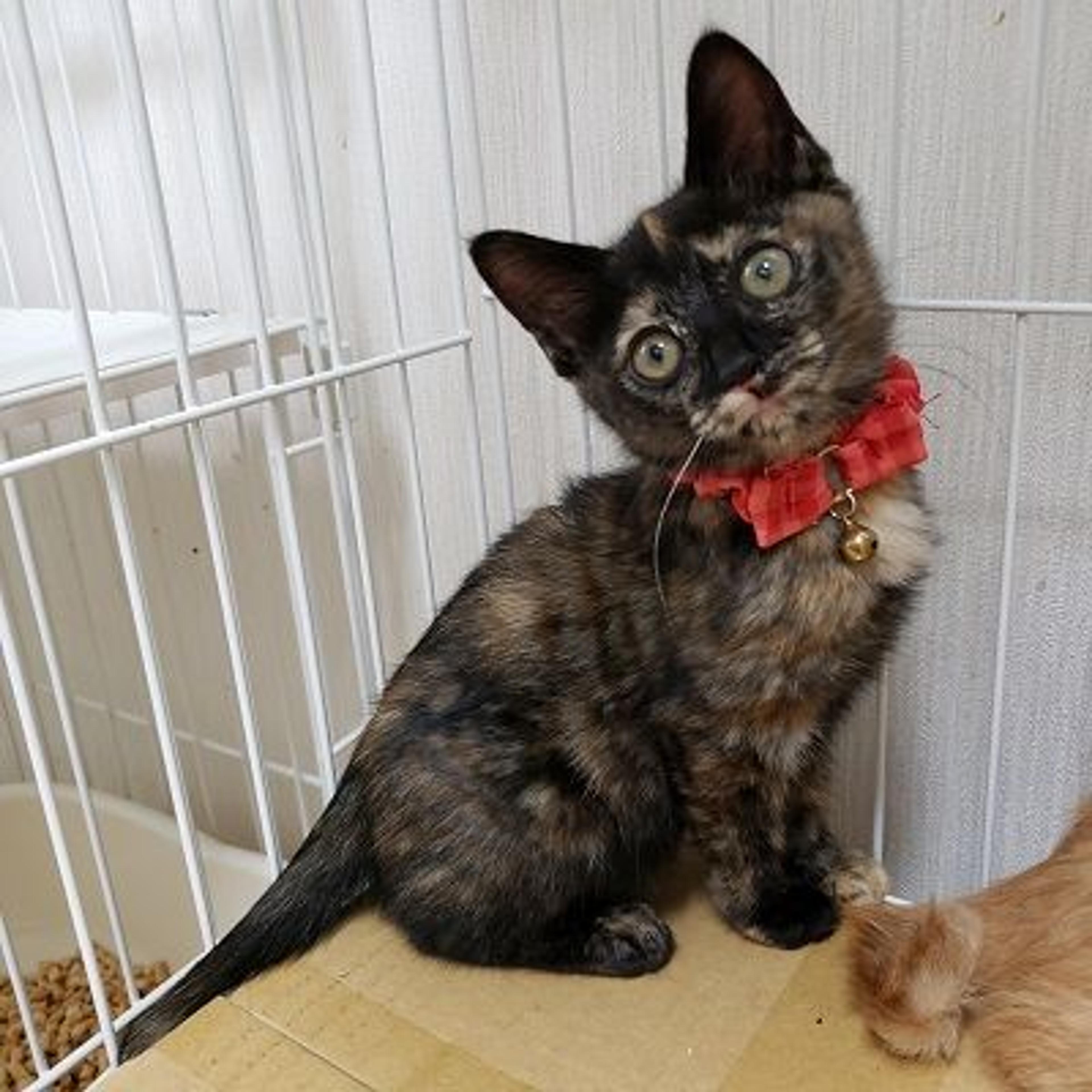 pet-image-2