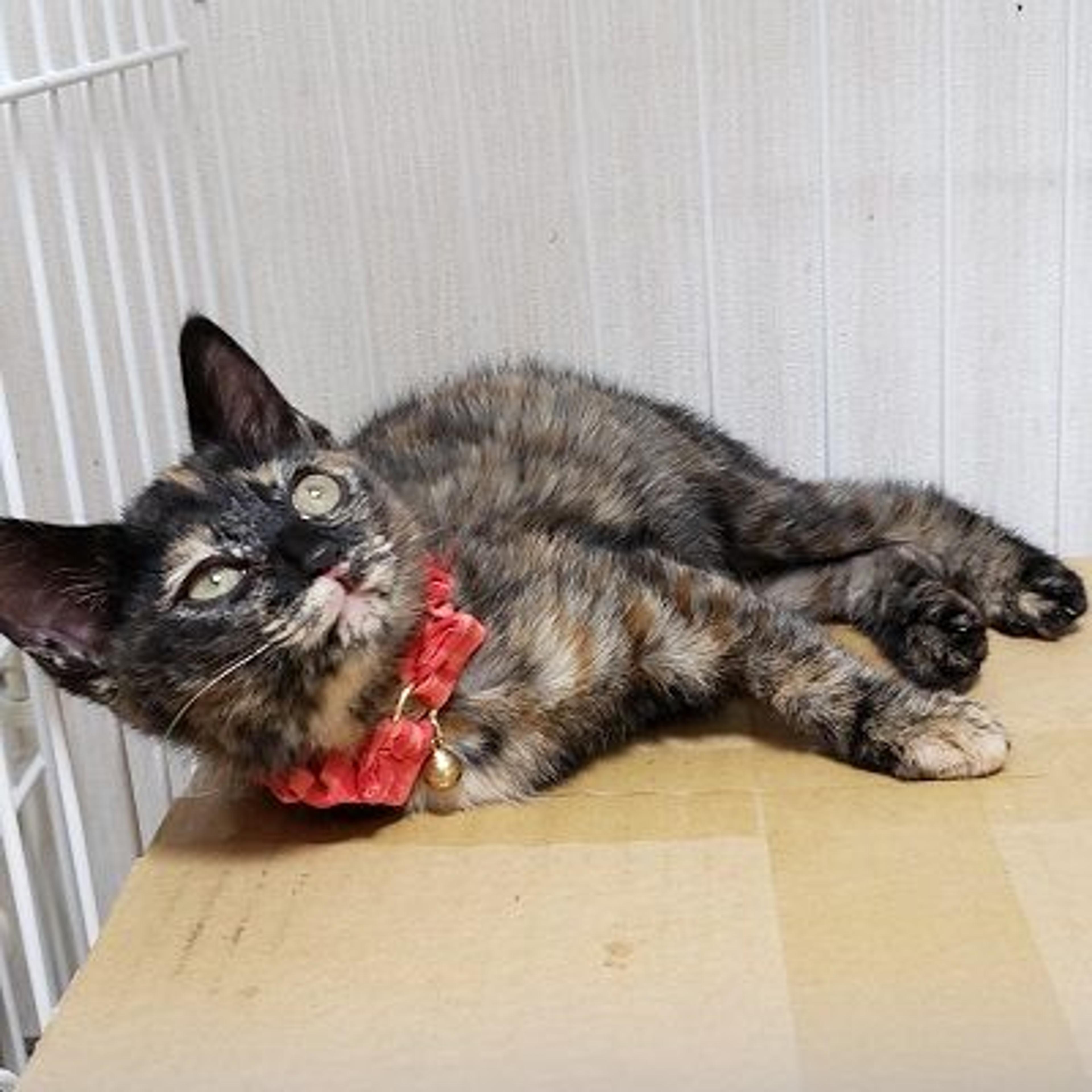 pet-image-3