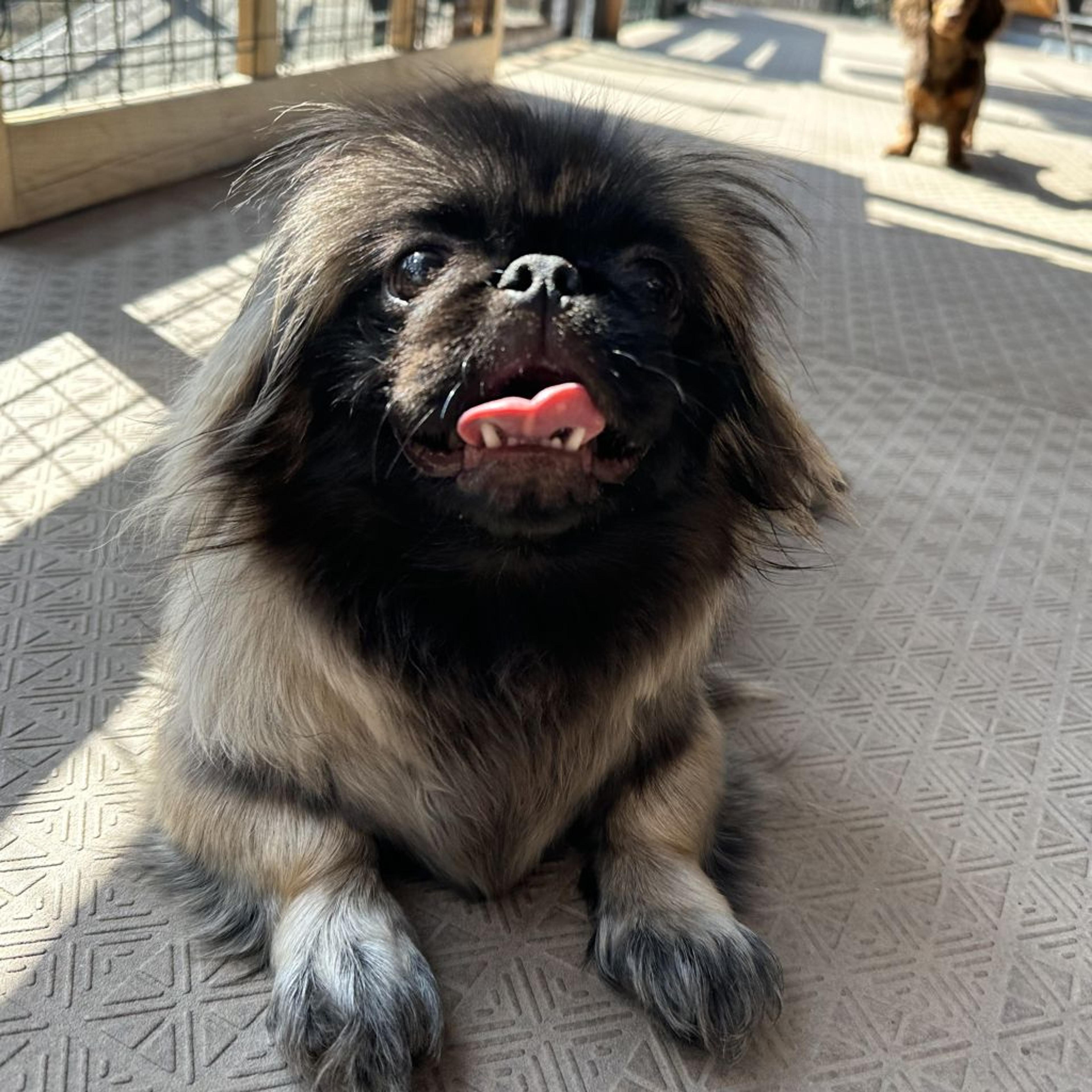 pet-image-2