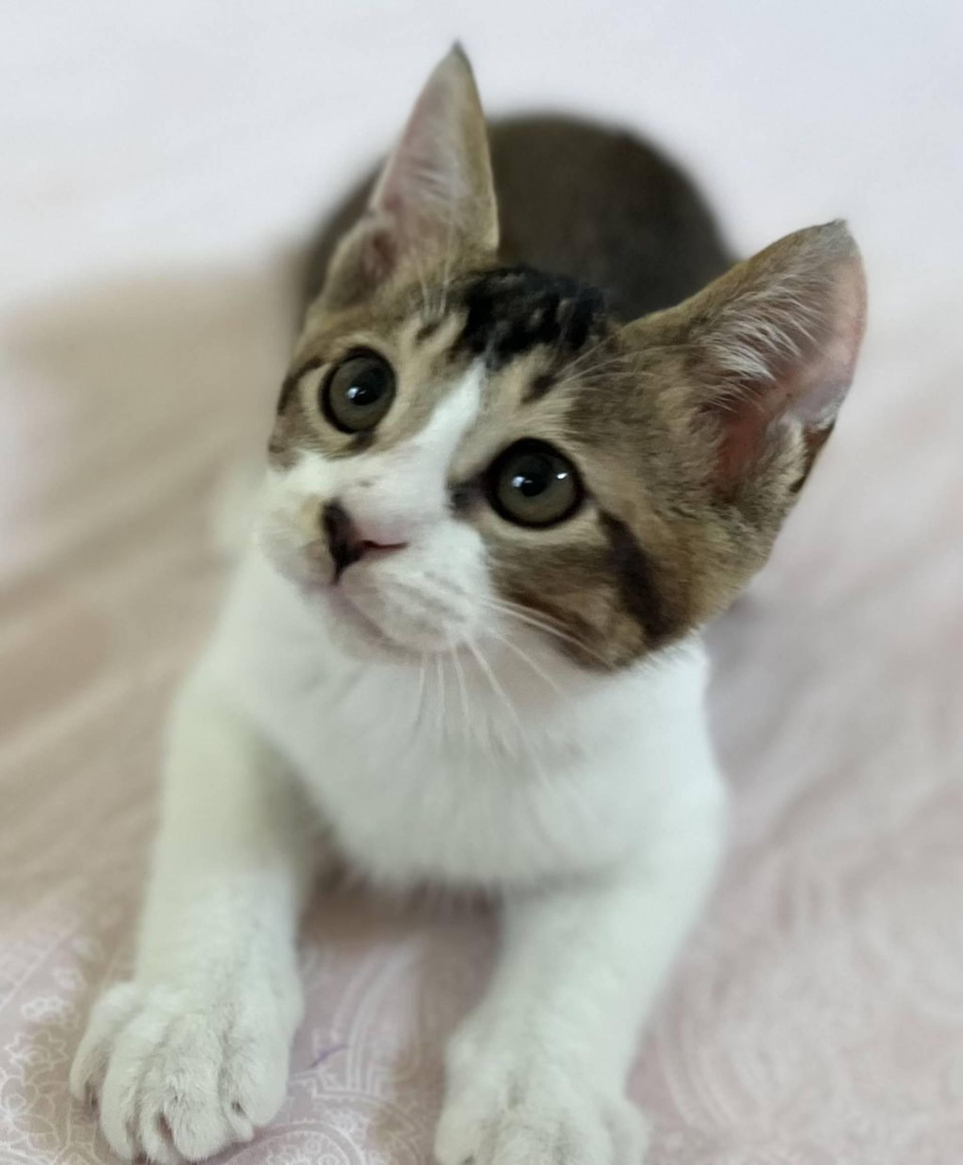 雑種（ミックス猫）・オスの里親募集の写真