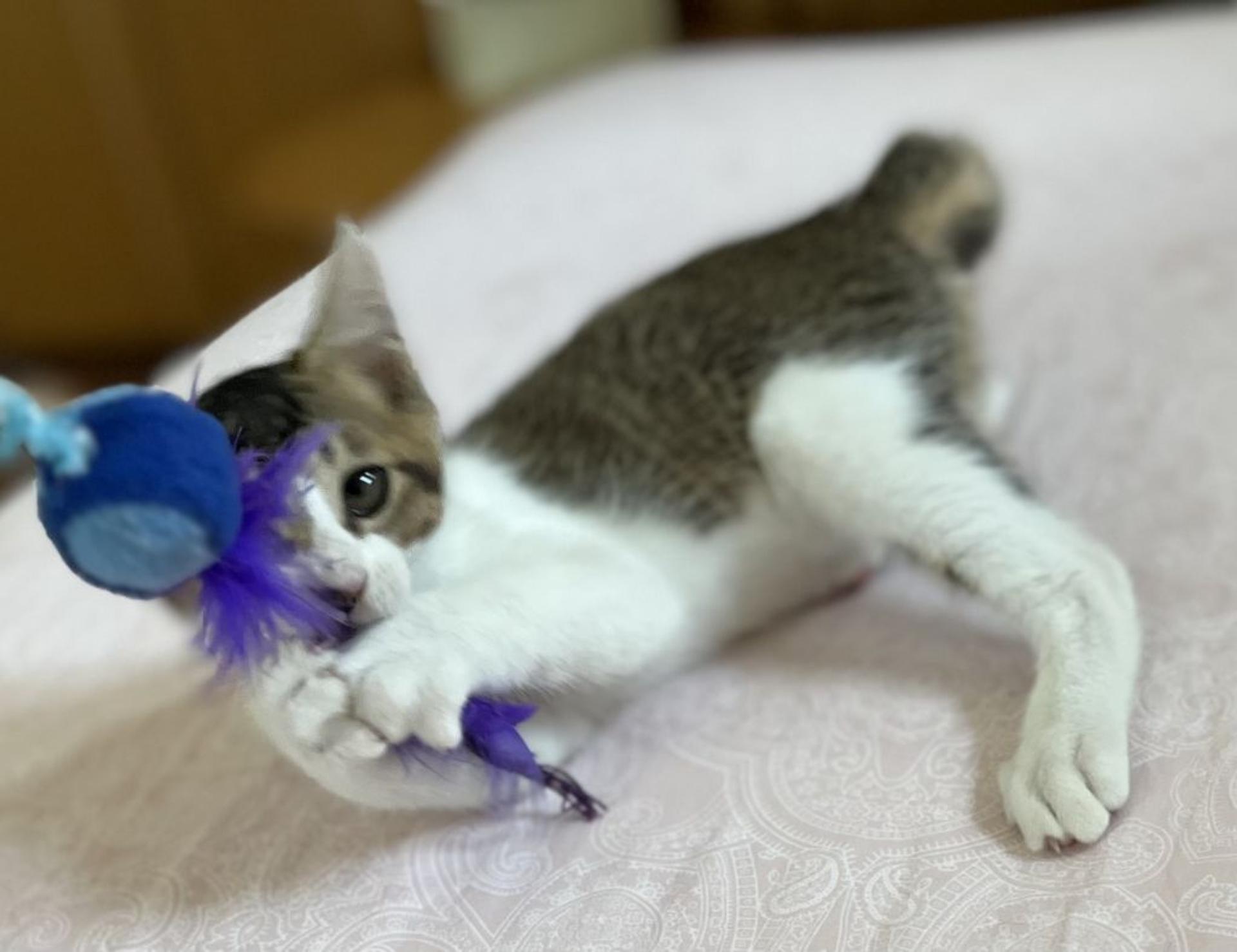 pet-image-2
