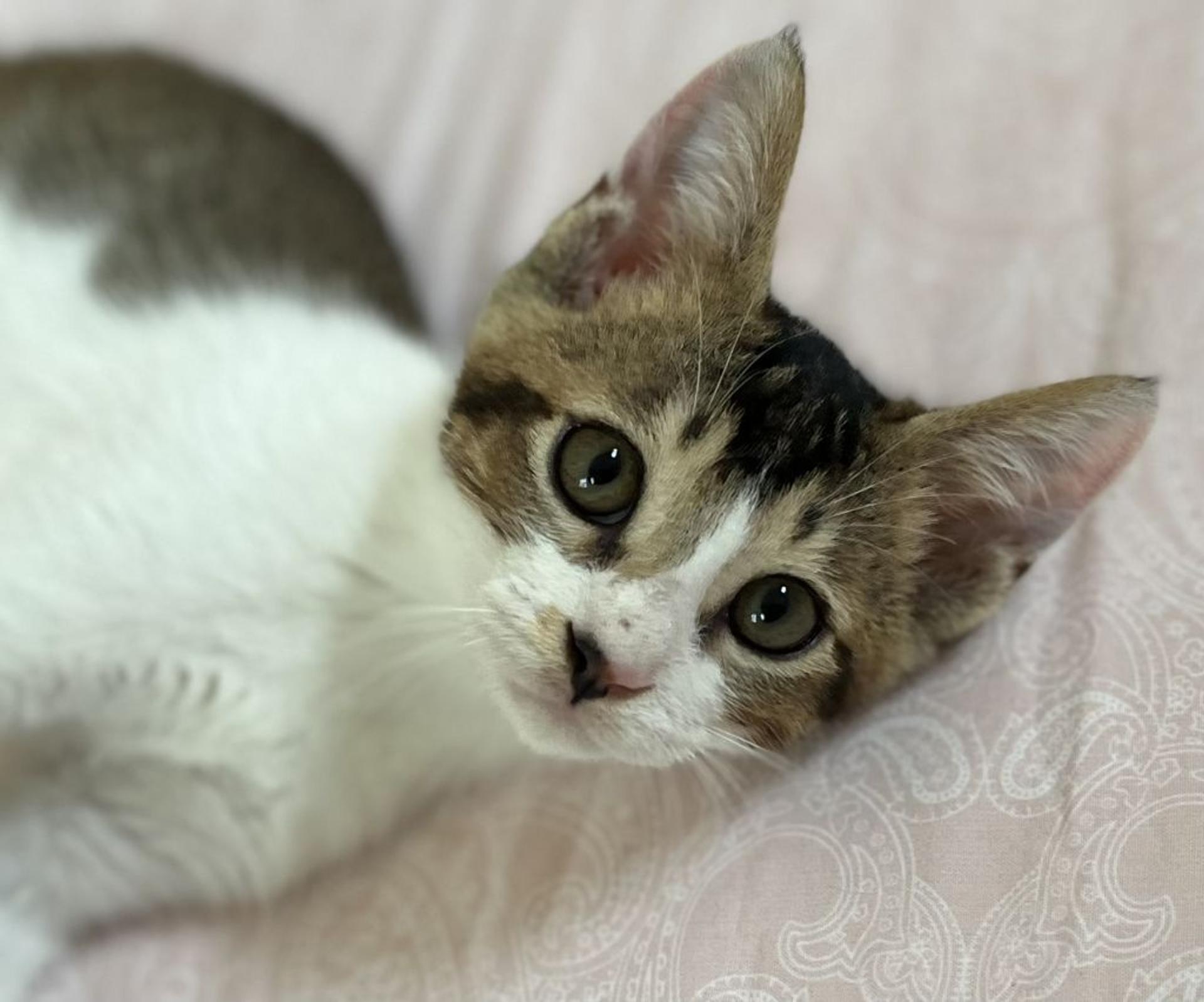 pet-image-5