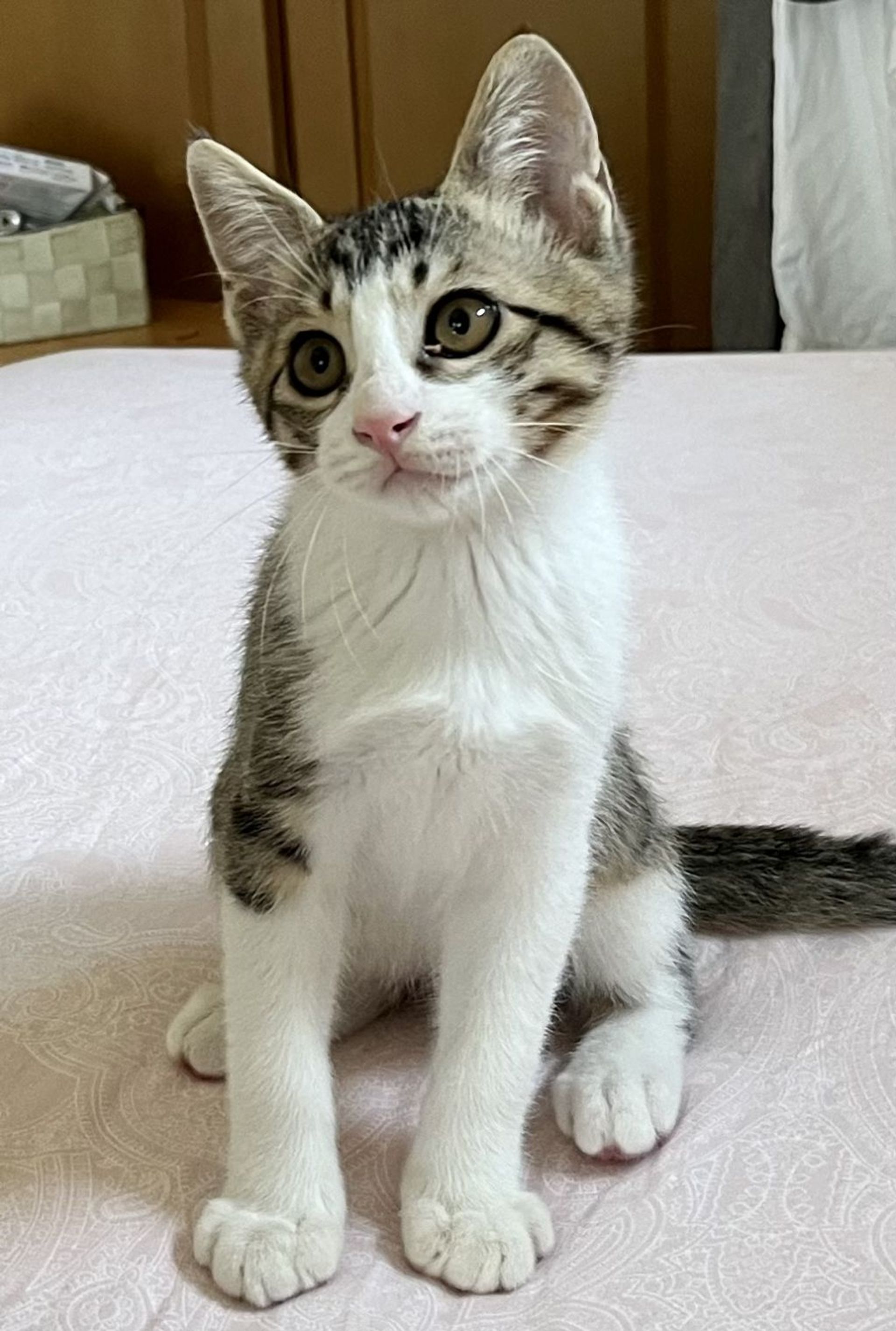 雑種（ミックス猫）・オスの里親募集の写真