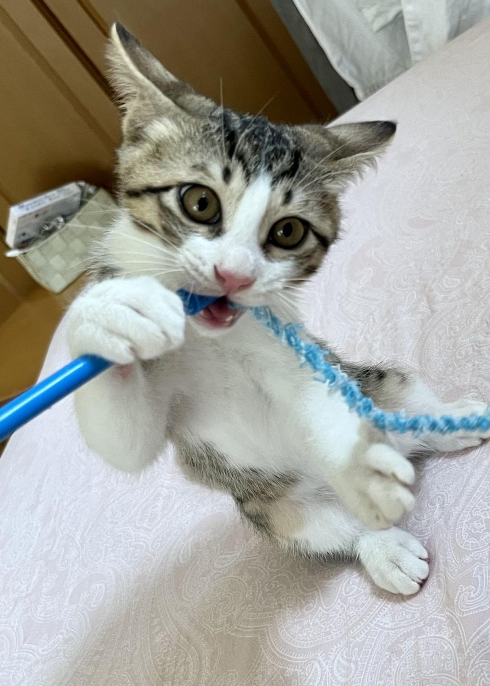 pet-image-2