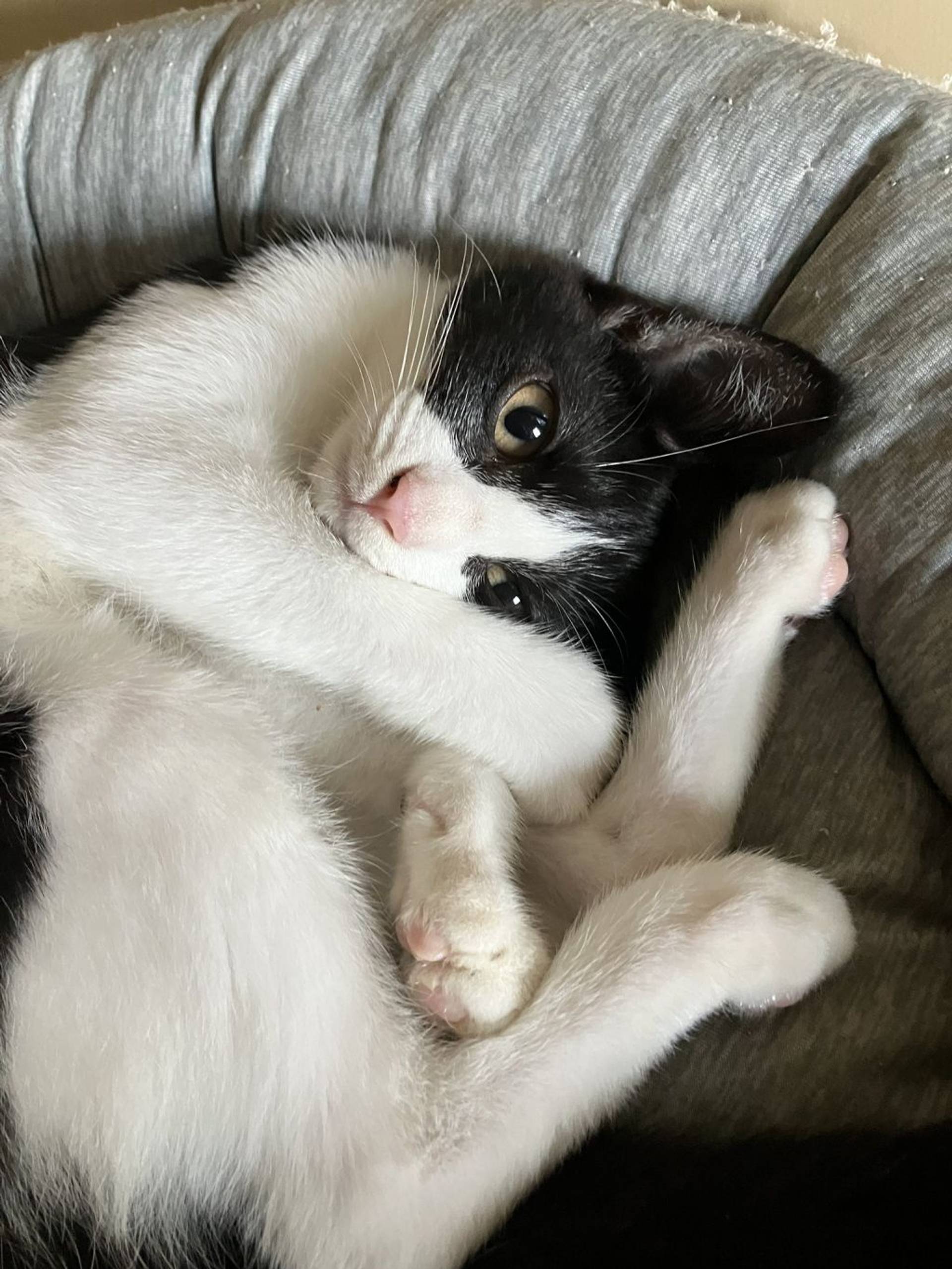 雑種（ミックス猫）・メスの里親募集の写真