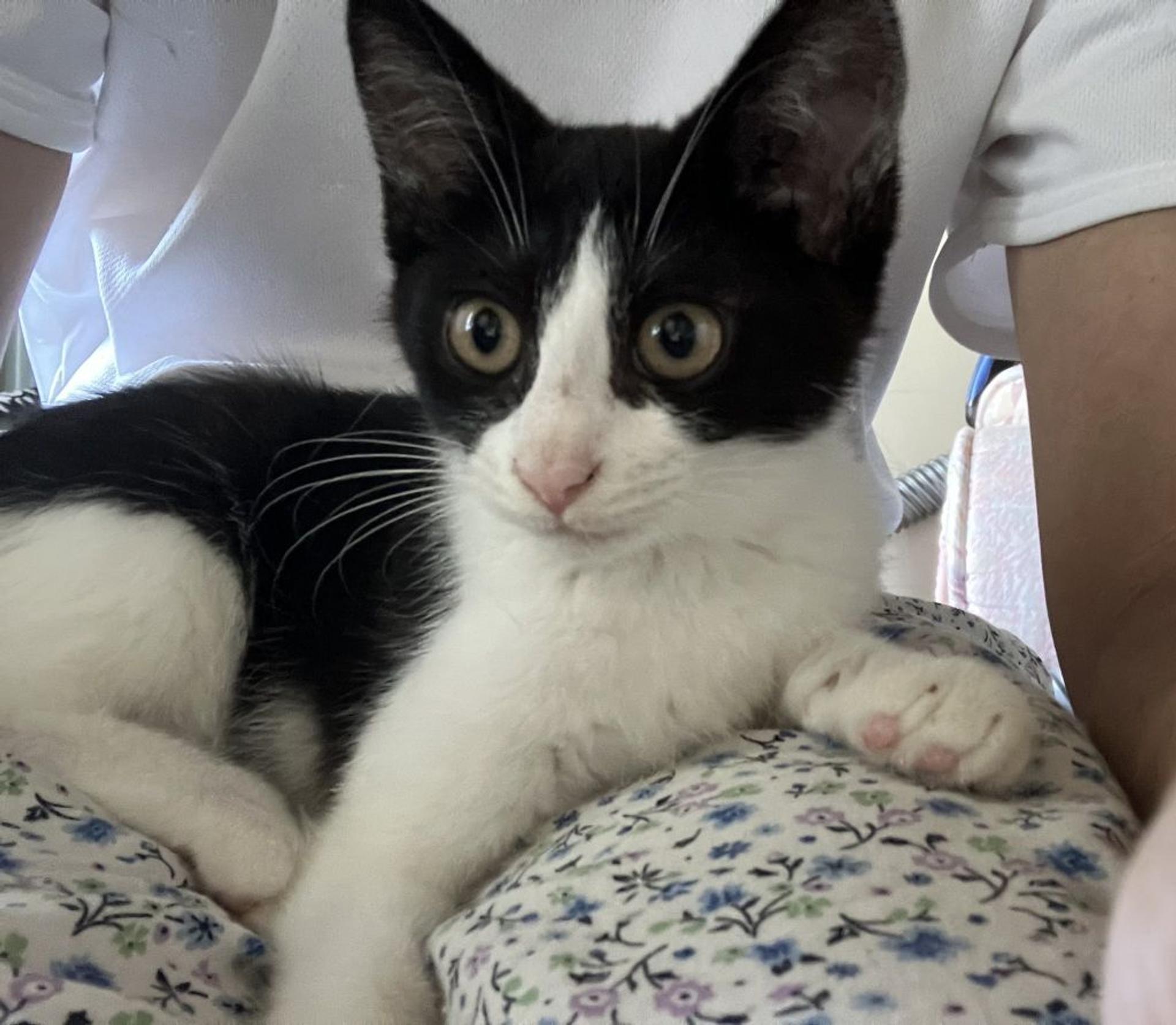 pet-image-3