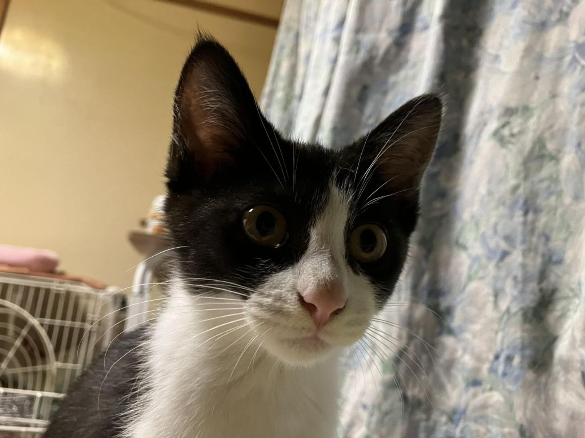 pet-image-4