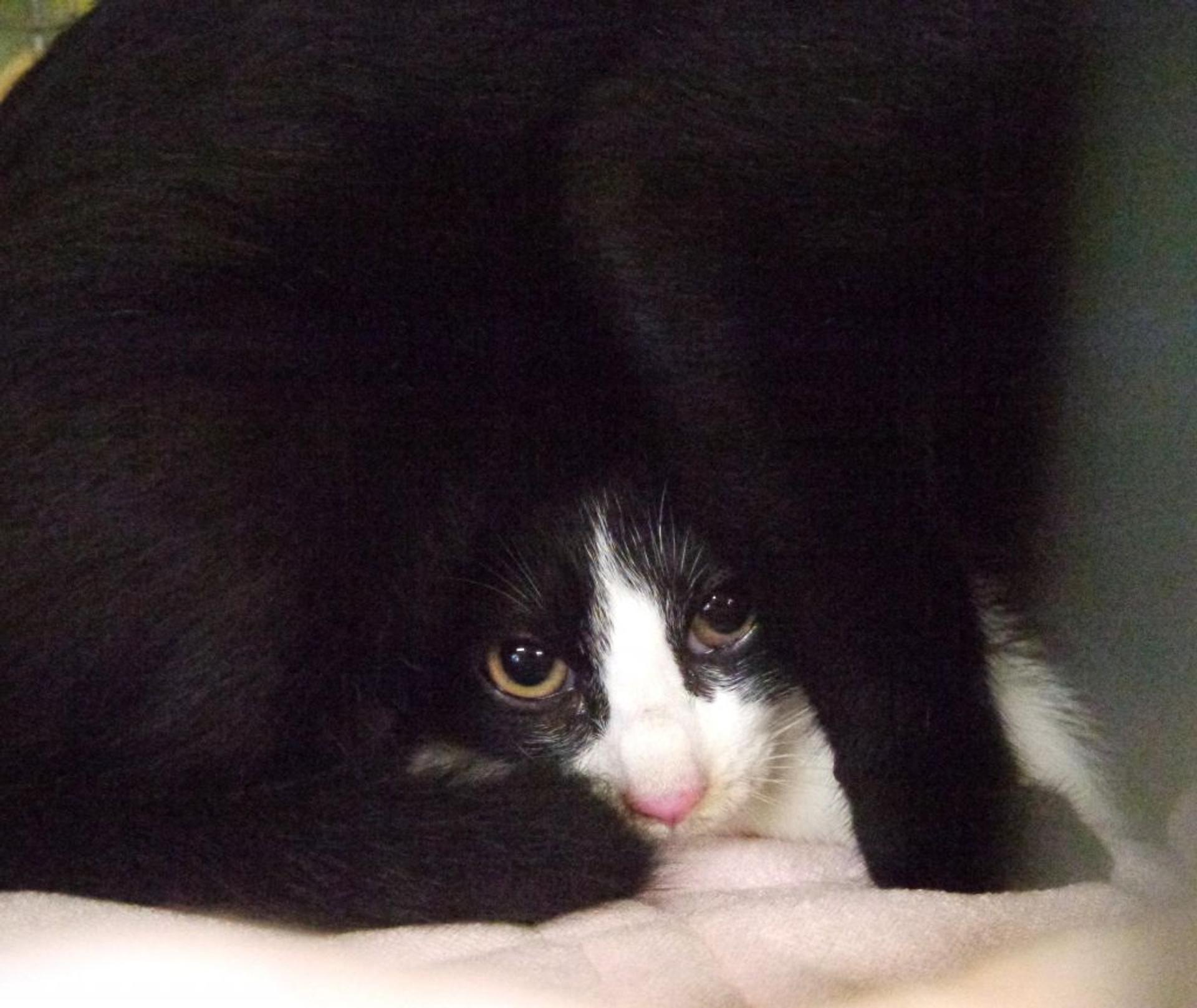 pet-image-2
