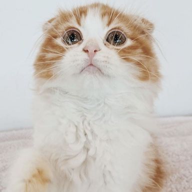 ニンフィアの写真