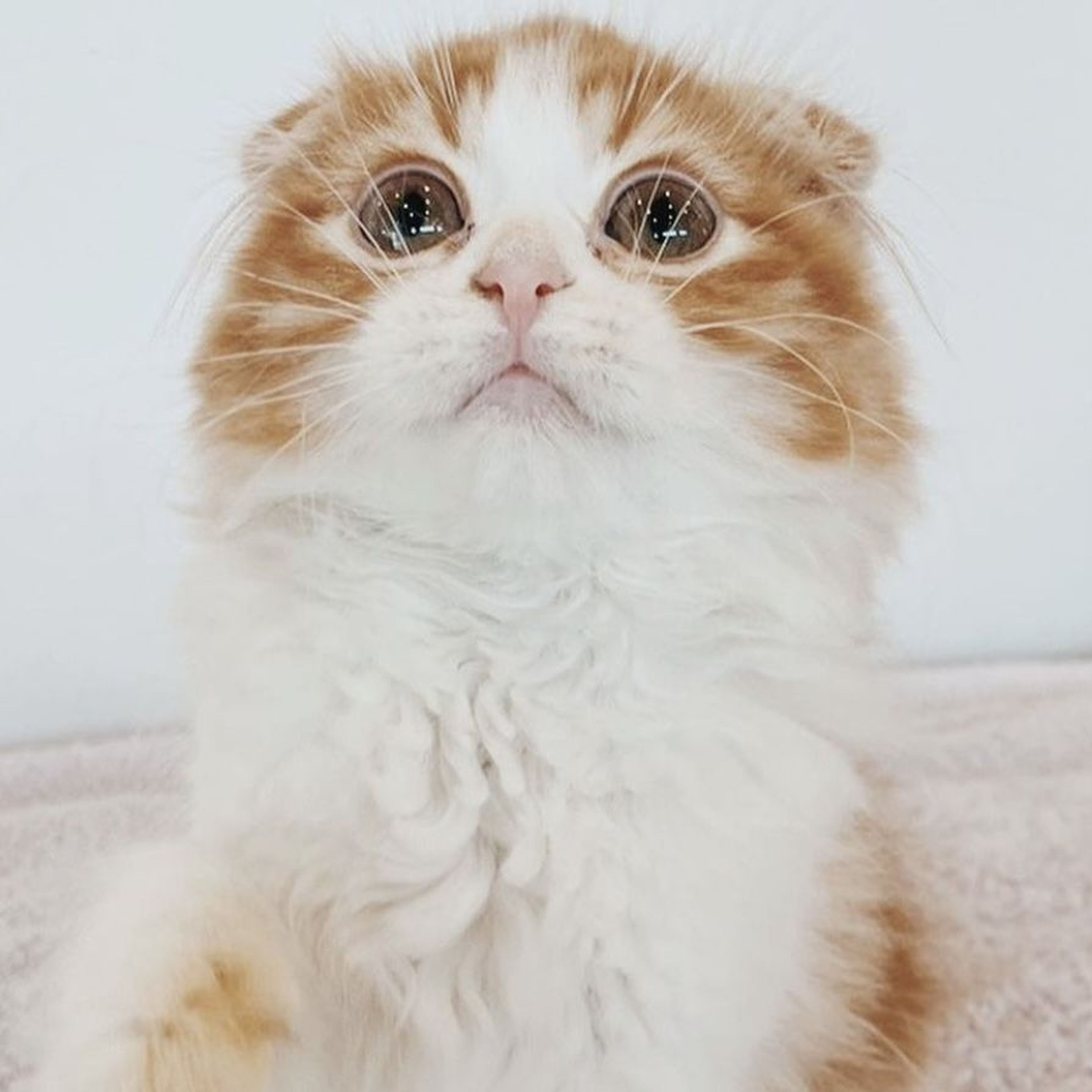 スコティッシュフォールド・メスの里親募集の写真