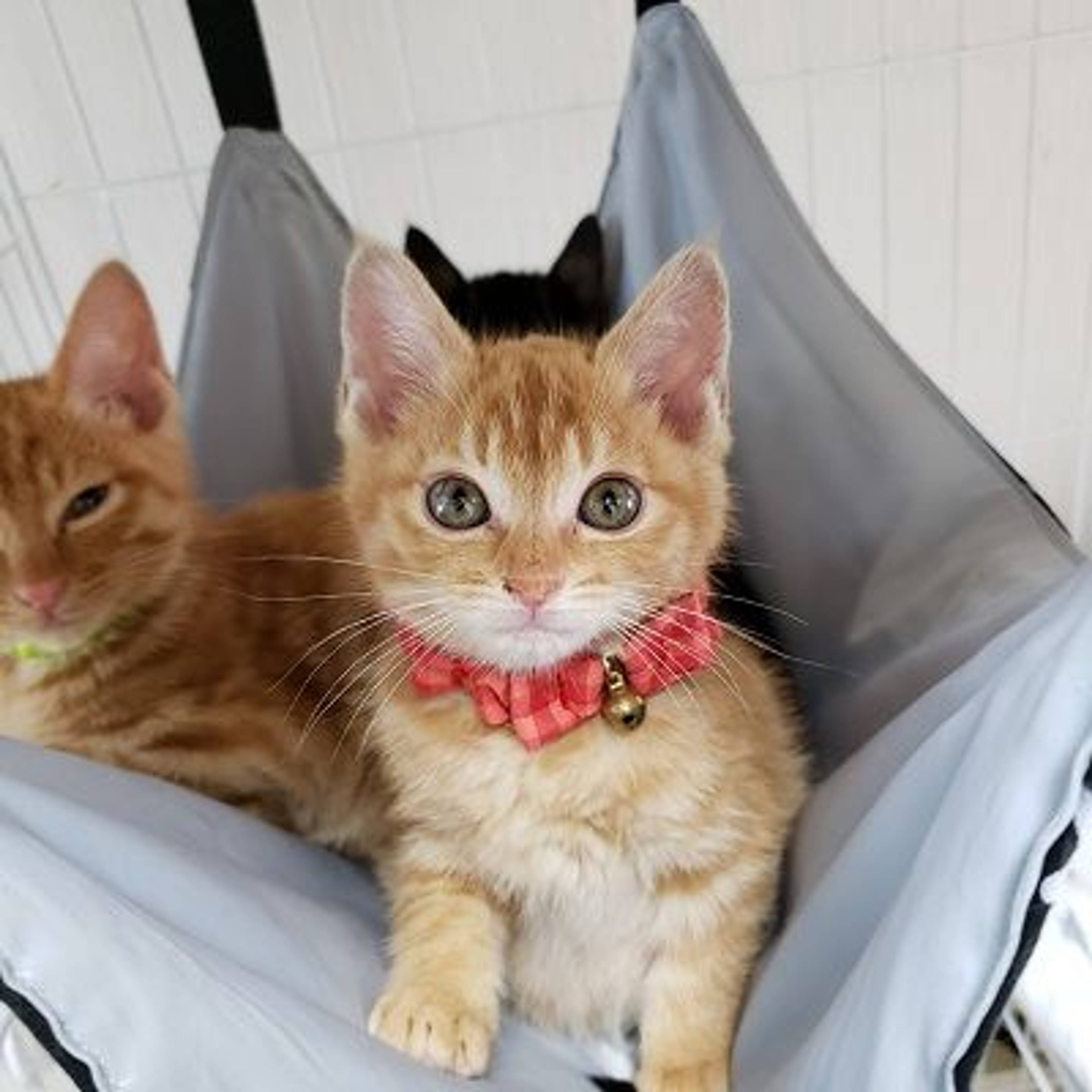 雑種（ミックス猫）・オスの里親募集の写真