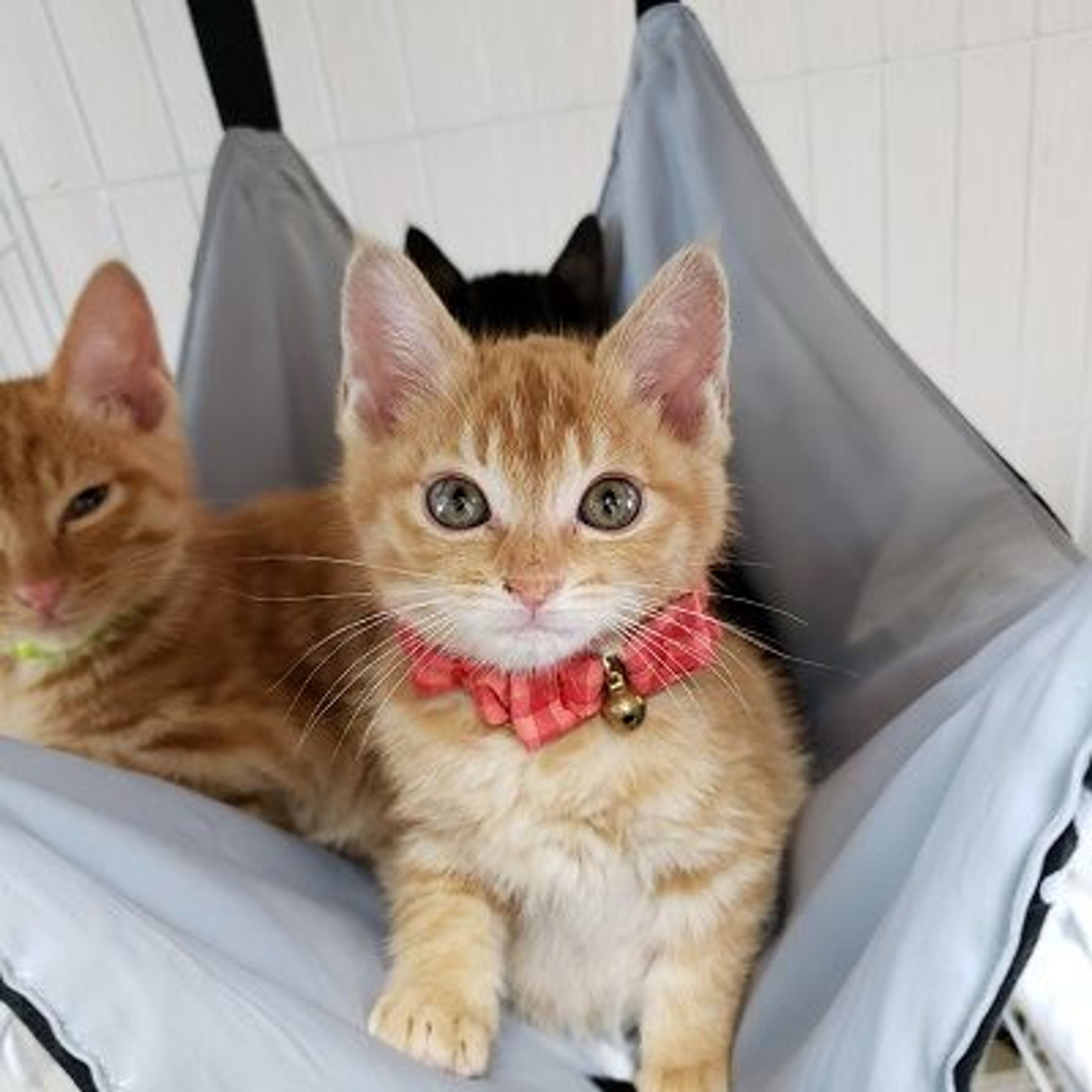 雑種（ミックス猫）・オスの里親募集の写真